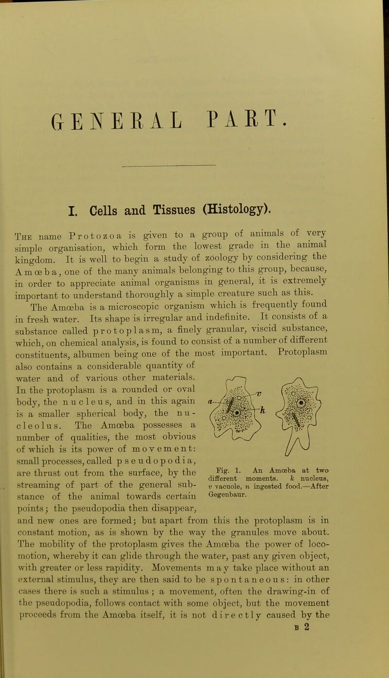 CtENEral part. I. Cells and Tissues (Histology). The name Protozoa is given to a group of animals of very simple organisation, which form the lowest grade in the animal kingdom. It is well to begin a study of zoology by considering the Amoeba, one of the many animals belonging to this group, because, in order to appreciate animal organisms in general, it is extremely important to understand thoroughly a simple creature such as this. The Amoeba is a microscopic organism which is frequently found in fresh water. Its shape is irregular and indefinite. It consists of a substance called protoplasm, a finely granular, viscid substance, which, on chemical analysis, is found to consist of a number of different constituents, albumen being one of the most important. Protoplasm also contains a considerable quantity of water and of various other materials. In the protoplasm is a rounded or oval body, the nucleus, and in this again is a smaller spherical body, the nu- cleolus. The Amoeba possesses a number of qualities, the most obvious of which is its power of movement: small processes, called pseudopodia, are thrust out from the surface, by the streaming of part of the general sub- stance of the animal towards certain points; the pseudopodia then disappear, and new ones are formed; but apart from this the protoplasm is in constant motion, as is shown by the way the granules move about. The mobility of the protoplasm gives the Amoeba the power of loco- motion, whereby it can glide through the water, past any given object, with greater or less rapidity. Movements may take place without an external stimulus, they are then said to be spontaneous: in other cases there is such a stimulus ; a movement, often the drawing-in of the pseudopodia, follows contact with some object, but the movement proceeds from the Amoeba itself, it is not directly caused by the B 2 rig'. 1. An Amoeba at two different moments. Ic nucleus, V vacuole, n ingested food.—After Gegenbaur.