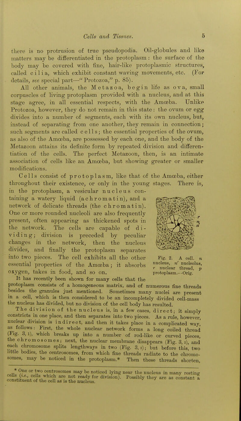 there is no protrusion of true pseudopodia. Oil-globules and like matters may be differentiated in the protoplasm : the surface of the body may be covered with fine^ hair-like protoplasmic structures, called cilia, which exhibit constant waving movements, etc. (For details, see special part— Protozoa,^^ p. 85). All other animals, the Metazoa, begin life as ova, small corpuscles of living protoplasm provided with a nucleus, and at this stage agree, in all essential respects, with the Amoeba. Unlike Protozoa, however, they do not remain in this state: the ovum or egg divides into a number of segments, each with its own nucleus, but, instead of separating from one another, they remain in connection; such segments are called cells; the essential properties of the ovum, as also of the Amoeba, are possessed by each one, and the body of the Metazoon attains its definite form by repeated division and differen- tiation of the cells. The perfect Metazoon, then, is an intimate association of cells like an Amoeba, but showing greater or smaller modifications. Cells consist of protoplasm, like that of the Amoeba, either throughout their existence, or only in the young stages. There is, in the protoplasm, a vesicular nucleus con- taining a watery liquid (achromatin), and a network of delicate threads (the chromatin). One or more rounded nucleoli are also frequently present, often appearing as thickened spots in fc>l-V the network. The cells are capable of di- kttlW^^^ V i d i n g; division is preceded by peculiar changes in the network, then the nucleus y^i^^'t^^iK^t divides, and finally the protoplasm separates ^--^.j^^-^-^^jii^-^i^ into two pieces. The cell exhibits,all the other Fig. 2. A cell, n essential properties of the Amoeba: it absorbs ^'nucleolus, \ ■ p -, unclear thread, p oxygen, takes m food, and so on. protoplasm.—Orig. It has recently been shown for many cells that the protoplasm consists of a homogeneous matrix, and of numerous fine threads besides the granules just mentioned. Sometimes many nuclei are present in a cell, which is then considered to be an incompletely divided cell-mass the nucleus has divided, but no division of the ceU body has resulted. The division of the nucleus is, in a few cases, direct; it simply constricts in one place, and then separates into two pieces. As a i-ule, however, nuclear division is indirect, and then it takes place in a compHcated way,' as foUows: First, the whole nuclear network forms a long coiled thread (Fig. 3,1), which breaks up into a number of rod-like or curved pieces, the chromosomes; next, the nuclear membrane disappeai-s (Fig. 3,2), and each chi-omosome splits lengthways in two (Fig. 3, a); but before this, two little bodies, the centrosomes, from which fine thi-eads radiate to the chromo- somes, may be noticed in the protoplasm.* Then these thi-eads shorten, * One or two centrosomes may be noticed lying near the nucleus in many resting nJnlvV +° ^^ f* ^^^y ^^ division). Possibly they are as constant I constituent oi the cell as is the nucleus.