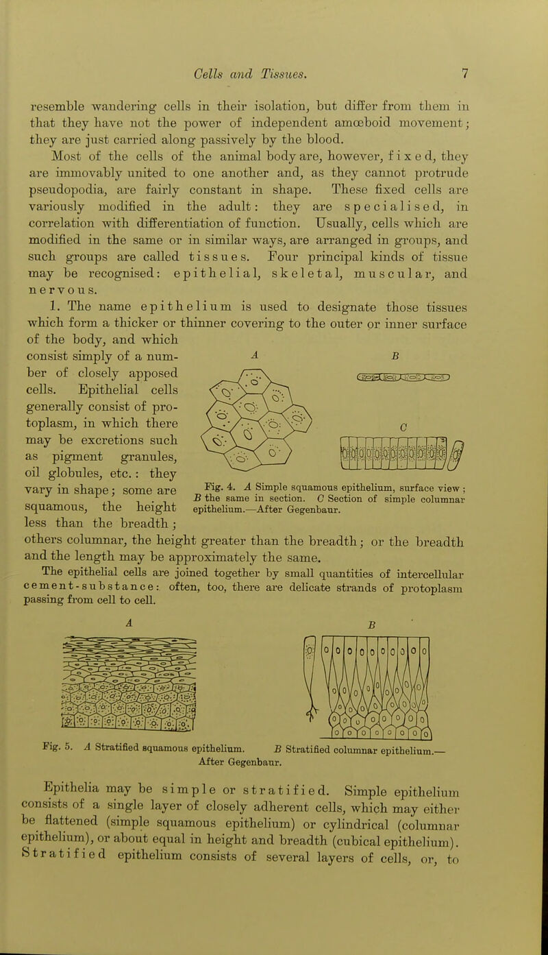 resemble wandering cells in tlieir isolation, but differ from tliem in that they have not the power of independent amoeboid movement; they are just carried along passively by the blood. Most of the cells of the animal body are, however, fixed, they are immovably united to one another and, as they cannot protrude pseudopodia, are fairly constant in shape. These fixed cells are variously modified in the adult: they are specialised, in correlation with differentiation of function. Usually, cells which are modified in the same or in similar ways, are arranged in groups, and such groups are called tissues. Four principal kinds of tissue may be recognised: epithelial, skeletal, muscular, and nervous. 1. The name epithelium is used to designate those tissues which form a thicker or thinner covering to the outer or inner surface of the body, and which consist simply of a num- ^ B her of closely apposed cells. Epithelial cells generally consist of pro- toplasm, in which there may be excretions such as pigment granules, oil globules, etc.: they vary in shape; some are squamous, the height less than the breadth; others columnar, the height greater than the breadth; or the breadth and the length may be approximately the same. The epithelial cells are joined together by small quantities of intercellular cement-substance: often, too, there are delicate strands of protoplasm passing from cell to cell. 0 § iji 1 si Fig. 4. A Simple squamous epithelium, surface view ; same in section. G Section of simple columnar epithelium.—After Gegenbaur. A B Fig. 5. A Stratified squamous epithelium. B Stratified columnar epithelium. After Gegenbaur. Epithelia may be simple or stratified. Simple epithelium consists of a single layer of closely adherent ceUs, which may either be flattened (simple squamous epithelium) or cylindrical (columnar epithelium), or about equal in height and breadth (cubical epithelium). Stratified epithelium consists of several layers of cells, or, to