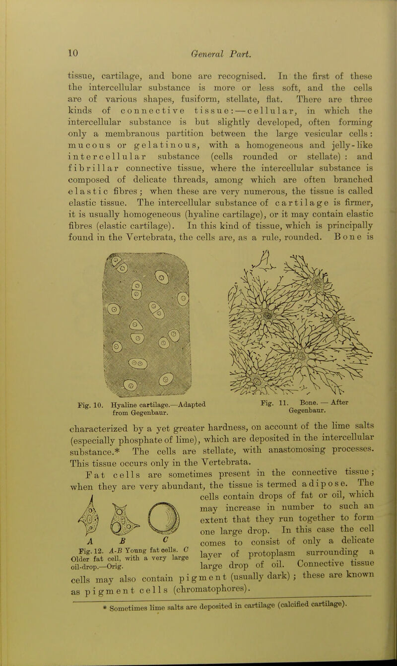 tissue, cartilage, and bone are recognised. In tlie first of these the intercellular substance is more or less soft, and the cells are of various shapes, fusiform, stellate, fiat. There are three kinds of connective tissue: — cellular, in which the intercellular substance is but slightly developed, often forming only a membranous partition between the large vesicular cells: mucous or gelatinous, with a homogeneous and jelly-like intercellular substance (cells rounded or stellate) : and fibrillar connective tissue, where the intercellular substance is composed of delicate threads, among which are often branched elastic fibres; when these are very numerous, the tissue is called elastic tissue. The intercellular substance of cartilage is firmer, it is usually homogeneous (hyaline cartilage), or it may contain elastic fibres (elastic cartilage). In this kind of tissue, which is principally found in the Vertebrata, the cells rule, rounded. Bone is Pig. 10. Hyaline cartilage.—Adapted from Gegenbaur. Fig. 11. Bone. — After Gegenbaur. characterized by a yet greater hardness, on account of the lime salts (especially phosphate of lime), which are deposited in the intercellular substance.* The cells are stellate, with anastomosing processes. This tissue occurs only in the Vertebrata. Fat cells are sometimes present in the connective tissue; when they are very abundant, the tissue is termed adipose. The cells contain drops of fat or oil, which may increase in number to such an extent that they run together to form one large drop. In this case the cell comes to consist of only a delicate layer of protoplasm surrounding a large drop of oil. Connective tissue cells may also contain pigment (usually dark) ; these are known as pigment cells (chromatophores). £ C Fig. 12. A-B Young fat cells. C Older fat cell, with a very large oil-drop.—Orig * Sometimes lime salts are deposited in cartilage (calcified cartilage).