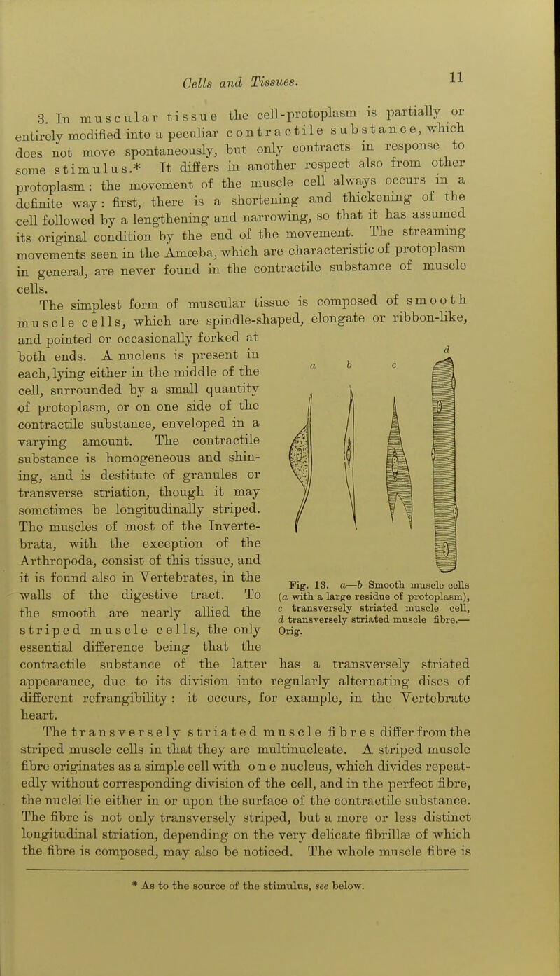 3 In muscular tissue the cell-protoplasm is partially or entirely modified into a peculiar contractilesubstance, which does not move spontaneously, but only contracts m response to some stimulus* It differs in another respect also from other protoplasm: the movement of the muscle cell always occurs m a definite way: first, there is a shortening and thickening of the cell followed by a lengthening and narrowing, so that it has assumed its original condition by the end of the movement. The streaming movements seen in the Amoeba, which are characteristic of protoplasm in general, are never found in the contractile substance of muscle cells. The simplest form of muscular tissue is composed of smooth muscle cells, which are spindle-shaped, elongate or ribbon-like, and pointed or occasionally forked at both ends. A nucleus is present in each, lying either in the middle of the cell, surrounded by a small quantity of protoplasm, or on one side of the contractile substance, enveloped in a varying amount. The contractile substance is homogeneous and shin- ing, and is destitute of granules or transverse striation, though it may sometimes be longitudinally striped. The muscles of most of the Inverte- brata, with the exception of the Arthropoda, consist of this tissue, and it is found also in Vertebrates, in the walls of the digestive tract. To the smooth are nearly allied the striped muscle cells, the only essential difference being that the contractile substance of the latter has a transversely striated appearance, due to its division into regularly alternating discs of different refrangibility : it occurs, for example, in the Vertebrate heart. The transversely striated muscle fibres differ from the striped muscle cells in that they are multinucleate. A striped muscle fibre originates as a simple cell with one nucleus, which divides repeat- edly without corresponding division of the cell, and in the perfect fibre, the nuclei lie either in or upon the surface of the contractile substance. The fibre is not only transversely striped, but a more or less distinct longitudinal striation, depending on the very delicate fibrillas of which the fibre is composed, may also be noticed. The whole muscle fibre is Fig. 13. a—h Smooth muscle cells (a with a larg^e residue of protoplasm), c transversely striated muscle cell, d transversely striated muscle fibre.— Orig. * As to the source of the stimulus, see below.