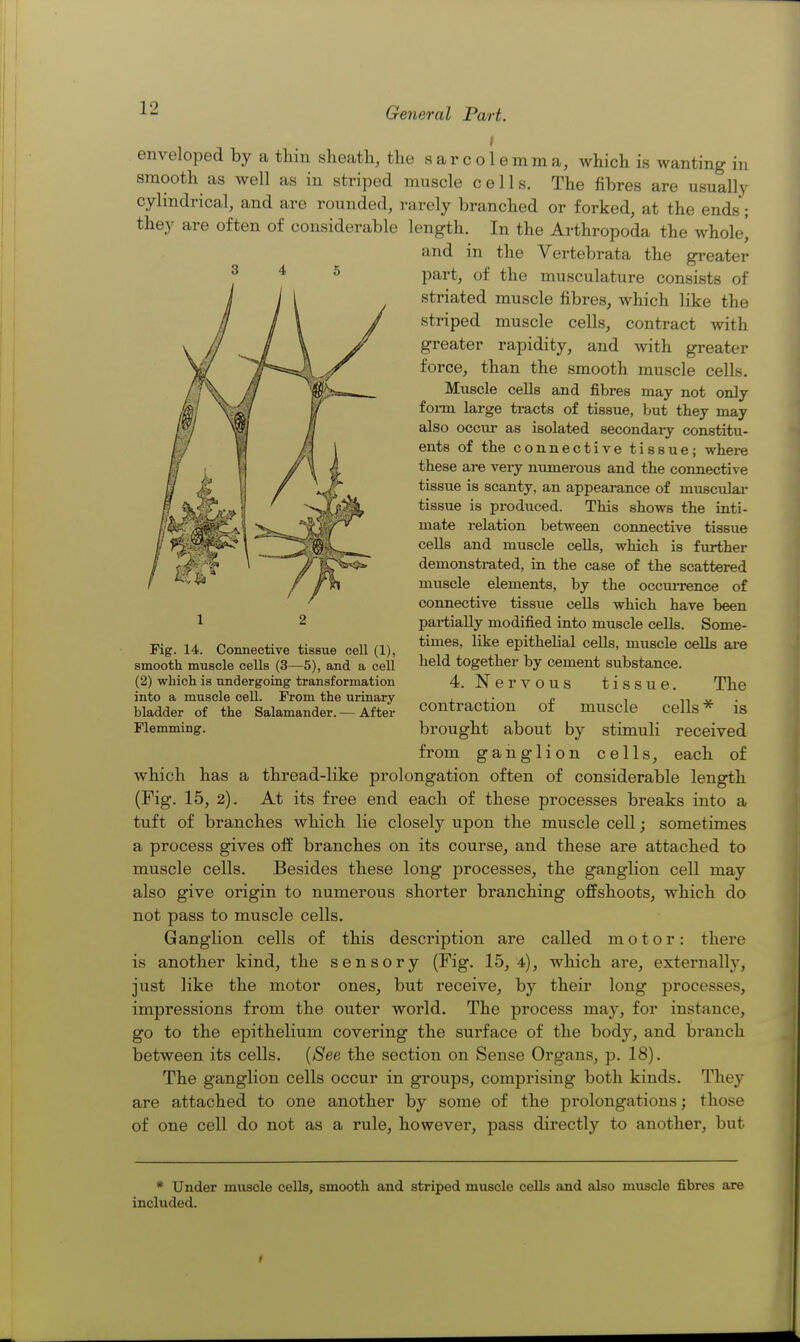 enveloped by a thin sheath, the sarcolemma, which is wanting in smooth as well as in striped muscle cells. The fibres are usually cylindrical, and are rounded, rarely branched or forked, at the ends; they are often of considerable length. In the Arthropoda the whole] and in the Vertebrata the greater part, of the musculature consists of striated muscle fibres, which like the striped muscle cells, contract with greater rapidity, and with greater force, than the smooth muscle cells. Muscle cells and fibres may not only foim large tracts of tissue, but they may also occur as isolated secondaiy constitu- ents of the connective tissue; where these are very numerous and the connective tissue is scanty, an appearance of musculai- tissue is produced. This shows the inti- mate relation between connective tissue cells and muscle cells, which is further demonstrated, in the case of the scattered muscle elements, by the occuiTence of connective tissue cells which have been partially modified into muscle cells. Some- times, like epithelial cells, muscle cells are held together by cement substance. 4. Nervous tissue. The contraction of muscle cells* is brought about by stimuli received from ganglion cells, each of which has a thread-like prolongation often of considerable length (Fig. 15, 2). At its free end each of these processes breaks into a tuft of branches which lie closely upon the muscle cell; sometimes a process gives off branches on its course, and these are attached to muscle cells. Besides these long processes, the ganglion cell may also give origin to numerous shorter branching offshoots, which do not pass to muscle cells. Ganglion cells of this description are called motor: there is another kind, the sensory (Fig. 15, 4), which are, externally, just like the motor ones, but receive, by their long processes, impressions from the outer world. The process may, for instance, go to the epithelium covering the surface of the body, and branch between its cells. {See the section on Sense Organs, p. 18). The ganglion cells occur in groups, comprising both kinds. They are attached to one another by some of the prolongations; those of one cell do not as a rule, however, pass directly to another, but Fig. 14. Connective tissue cell (1), smooth muscle cells (3—5), and a cell (2) which is undergoing transformation into a muscle cell. From the urinary bladder of the Salamander. •— After Flamming. * Under muscle ceUs, smooth and striped muscle cells and also muscle fibres are included.