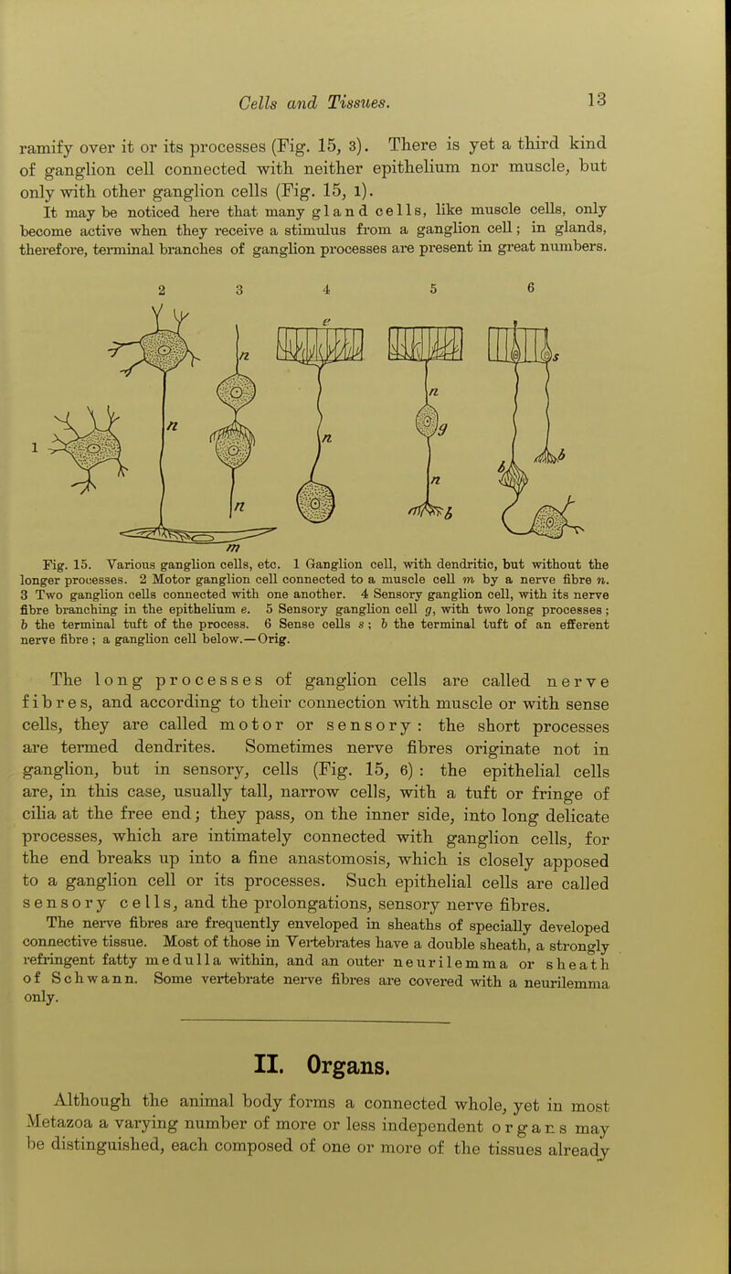 ramify over it or its processes (Fig. 15, 3). There is yet a third kind of ganglion cell connected with neither epithelium nor muscle, but only with other ganglion cells (Fig. 15, l). It may be noticed here that many gland cells, like muscle cells, only become active when they receive a stimulus from a ganglion ceU; in glands, therefore, tei-miaal branches of ganglion processes are present in great numbers. 2 3 4 5 6 Fig. 15. Various ganglion cells, etc. 1 Ganglion cell, with dendritic, but without the longer processes. 2 Motor ganglion cell connected to a muscle cell m by a nerve fibre n. 3 Two ganglion cells connected with one another. 4 Sensory ganglion cell, with its nerve fibre branching in the epitheUum e. 5 Sensory ganghon cell g, with two long processes; b the terminal tuft of the process. 6 Sense cells s; h the terminal tuft of an efferent nerve fibre ; a ganglion cell below.—Orig. The long processes of ganglion cells are called nerve fibres, and according to their connection with muscle or with sense cells, they are called motor or sensory: the short processes are termed dendrites. Sometimes nerve fibres originate not in ganghon, but in sensory, cells (Fig. 15, 6) : the epithelial cells are, in this case, usually tall, narrow cells, with a tuft or fringe of ciha at the free end; they pass, on the inner side, into long delicate processes, which are intimately connected with ganglion cells, for the end breaks up into a fine anastomosis, which is closely apposed to a ganglion cell or its processes. Such epithelial cells are called sensory cells, and the prolongations, sensory nerve fibres. The nerve fibres are frequently enveloped in sheaths of specially developed connective tissue. Most of those in Yei-tebrates have a double sheath, a strongly refringent fatty medulla within, and an outer ne^^rilemma or sheath of Schwann. Some vertebrate nei-ve fibres are covered with a neurilemma only. II. Organs. Although the animal body forms a connected whole, yet in most Metazoa a varying number of more or less independent organs may be distinguished, each composed of one or more of the tissues already