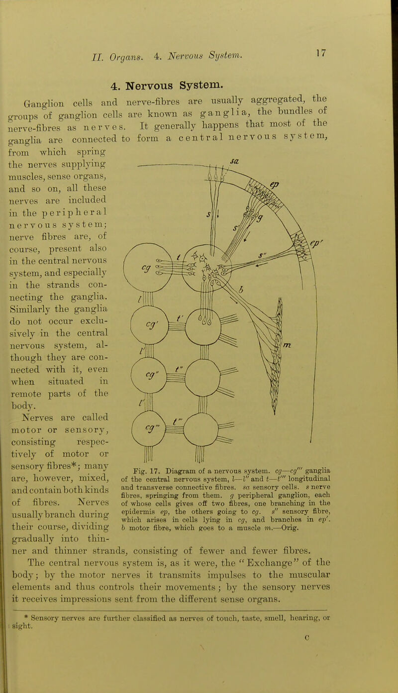 11. Organs. 4. Nervous System. 4. Nervous System. GaBg-lion cells and nerve-fibres are nsnally aggregated, tlie groups of ganglion cells are known as ganglia, the bundles of nerve-fibres as nerves. It generally happens that most of the ganglia are connected to form a central nervous system, from which spring the nerves supplying — muscles, sense organs, and so on, all these nerves are included in the peripheral nervous system; nerve fibres are, of course, present also in the central nervous system, and especially in the strands con- necting the ganglia. Similarly the ganglia do not occur exclu- sively in the central nervous system, al- though they are con- nected with it, even when situated in remote parts of the body. Nerves are called motor or sensory, consisting respec- tively of motor or sensory fibres*; many are, however, mixed, and contain both kinds of fibres. Nerves usually branch during their course, dividing Fig. 17. Diagi-am of a nervous system, eg—eg' ganglia of the central nervous system, I—I and t—t' longitudinal and transverse connective fibres, sa sensory cells, s nerve fibres, springing from them, g peripheral ganglion, each of whose cells gives off two fibres, one branching in the epidermis ep, the others going to eg. s sensory fibre, which arises in cells lying in eg, and branches in ejj'. h motor fibre, which goes to a muscle w,.—Orig. gradually into thin- ner and thinner strands, consisting of fewer and fewer fibres. The central nervous system is, as it were, the Exchange of the body; by the motor nerves it transmits impulses to the muscular elements and thus controls their movements; by the sensory nerves it receives impressions sent from the different sense organs. * Sensory nerves are further classified as nerves of touch, taste, smell, hearing, or sight. C