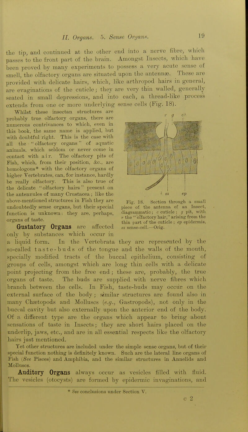 the tip, and continued at the other end into a nerve fibre, which passes to the front part of the brain. Amongst Insects, which have been proved by many experiments to possess a very acute sense of smell, the olfactory organs are situated upon the antennse. These are provided with delicate hairs, which, Hke arthropod hairs in general, are evaginations of the cuticle; they are very thin walled, generally seated in small depressions, and into each, a thread-like process extends from one or more underlying sense cells (Fig. 18). Whilst these insectau structiu'es are probably true olfactory organs, there are numerous contrivances to which, even in this book, the same name is applied, but with doubtful right. This is the case with all the  olfactory organs of aquatic animals, which seldom or never come in contact with a i r. The olfactory pits of Fish, which, from theii- position, &c., are homologous* with the olfactory organs of higher Vertebrates, can, for instance, hardly be really olfactory. This is also tme of the delicate  olfactory hairs  present on the antennules of many Crustacea ; like the above-mentioned structures in Fish they are undoubtedly sense organs, bvit theii- special fimction is unknown: they are. perhaps, organs of taste. Gustatory Organs are affected only by substances which occur in a liquid form. In the Vertebrata they are represented by the so-called taste-buds of the tongue and the walls of the mouth, specially modified tracts of the buccal epithelium, consisting of groups of cells, amongst which are long thin cells with a delicate point projecting from the free end; these are, probably, the true organs of taste. The buds are supplied with nerve fibres which branch between the cells. In Fish, taste-buds may occur on the external surface of the body; similar structures are found also in many Chaetopods and Molluscs {e.g., Gastropods), not only in the buccal cavity but also externally upon the anterior end of the body. Of a different type are the organs which appear to bring about sensations of taste in Insects; they are short hairs placed on the underlip, jaws, etc, and are in all essential respects like the olfactory hairs just mentioned. Yet other sti-uctures are included under the simple sense organs, but of their special fimction nothing is definitely known. Such are the lateral line organs of Fish {See Pisces) and Amphibia, and the similar stmctiu'es in Annelids and Molluscs. Auditory Organs always occur as vesicles filled with fluid. The vesicles (otocysts) are formed by epidermic invaginations, and * See conclusions under Section V. Fig. 18. Section thi-ough a small piece of the antenna of an Insect, diagrammatic; c cuticle ; g pit, with r the  olfactory hair, arising from the thin part of the cuticle ; ep epidermis, t>z sense-cell.—Orig. C 2