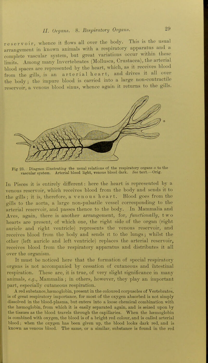 29 reservoir, whence it flows all over tlie body. This is the usual arrangement in known animals with a respiratory apparatus and a complete vascular system, but great variations occur within these limits. Among many Invertebrates (Mollusca, Crustacea), the arterial blood spaces are represented by the heart, which, as it receives blood from the gills, is an arterial heart, and drives it all over the body; the impure blood is carried into a large non-contractile reservoir, a venous blood sinus, whence again it returns to the gills. In Pisces it is entirely different: here the heart is represented by a venous reservoir, which receives blood from the body and sends it to the gills; it is, therefore, a venous heart. Blood goes from the gills to the aorta, a large non-pulsatile vessel corresponding to the arterial reservoir, and passes thence to the body. In Mammalia and Ave.s, again, there is another arrangement, for^ functionally, two hearts are present, of which one, the right side of the organ (right auricle and right ventricle) represents the venous reservoir, and receives blood from the body and sends it to the lungs; whilst the other (left auricle and left ventricle) replaces the arterial reservoir, receives blood from the respiratory apparatus and distributes it all over the organism. It must be noticed here that the formation of special respiratory organs is not accompanied by cessation of cutaneous and iiitestinal respiration. These are, it is true, of very slight significance in many animals, e.g., Mammalia; in others, however, they play an important part, especially cutaneous respiration, A red substance, haemoglobin, present in the coloured corpuscles of Yertebrates, is of gi-eat respii-atoiy importance, for most of the oxygen absorbed is not simply dissolved in the blood-plasma, but enters into a loose chemical combination with the hajmoglobin, from whicli it is easily separated again, and is seized upon by the tissues as the blood travels through the capillaries. When the haemoglobin is combined with oxygen, the blood is of a bright red coloiu, and is called arterial blood; when the oxygen has been given up, the blood looks dark red, and is known as venous blood. The same, or a similar, substance is found in the red