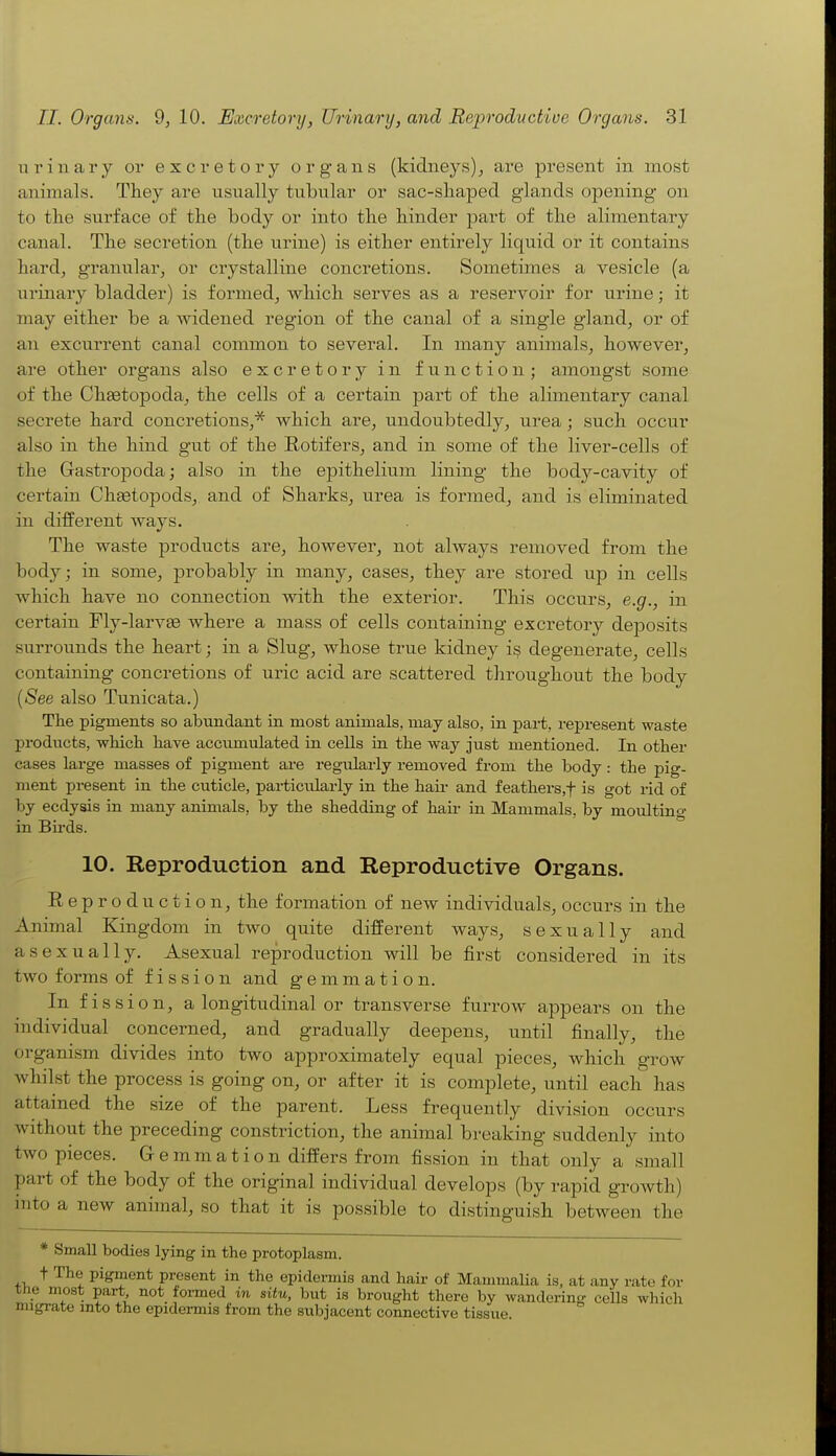 ui'inary ov excretory organs (kidneys)^ are present in most animals. They are usually tubular or sac-shaped glands opening on to the surface of the body or into the hinder part of the alimentary canal. The secretion (the urine) is either entirely liquid or it contains hard, granular, or crystalline concretions. Sometimes a vesicle (a urinary bladder) is formed, which serves as a reservoir for urine; it may either be a widened region of the canal of a single gland, or of an excurrent canal common to several. In many animals, however, are other organs also excretory in function; amongst some of the Chgetopoda, the cells of a certain part of the alimentary canal secrete hard concretions,* which are, undoubtedly, urea; such occur also in the hind gut of the Rotifers, and in some of the liver-cells of the Gastropoda; also in the epithelium lining the body-cavity of certain Chaetopods, and of Sharks, urea is formed, and is eliminated in different ways. The waste products are, however, not always removed from the body; in some, probably in many, cases, they are stored up in cells which have no connection with the exterior. This occurs, e.g., in certain Fly-larvee where a mass of cells containing excretory deposits surrounds the heart; in a Slug, whose true kidney i§ degenerate, cells containing concretions of uric acid are scattered throughout the body {See also Tunicata.) The pigments so abundant in most animals, may also, in part, represent waste products, wHch haTS accumulated in cells in the way just mentioned. In other eases large masses of pigment are regularly removed from the body: the pig- ment present in the cuticle, particularly in the hair and feathers.f is got rid of by ecdysis in many animals, by the shedding of hair in Mammals, by moulting in Bii-ds. 10. Reproduction and Reproductive Organs. Reproduction, the formation of new individuals, occurs in the Animal Kingdom in two quite different ways, sexually and asexually. Asexual reproduction will be first considered in its two forms of fission and gemmation. In fission, a longitudinal or transverse furrow appears on the individual concerned, and gradually deepens, until finally, the organism divides into two approximately equal pieces, which grow whilst the process is going on, or after it is complete, until each has attamed the size of the parent. Less frequently division occurs without the preceding constriction, the animal breaking suddenly into two pieces. Gemmation differs from fission in that only a small part of the body of the original individual develops (by rapid groAvth) into a new animal, so that it is possible to distinguish between the * Small bodies lying in the protoplasm. t The pigment present in the epidermis and hair of Mammalia is, at any rate for tne most part not foi-med in situ, but is brought there by wandering ceUs which migrate into the epidermis from the subjacent connective tissue