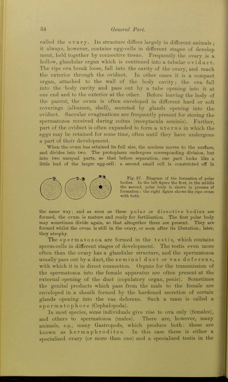 called the ovary. Its structure differs largely in ditfei-ent animals ; it always, however, contains egg-cells in different stages of develop ment, held together by connective tissue. Frequently the ovary is a hollow, glandular organ which is continued into a tubular oviduct. The ripe ova break loose, fall into the cavity of the ovary, and reach the exterior through the oviduct. In other cases it is a compact organ, attached to the wall of the body cavity; the ova fall into the 'body cavity and pass out by a tube opening into it at one end and to the exterior at the other. Before leaving the body of the parent, the ovum is often enveloped in different hard or soft coverings (albumen, shell), secreted by glands opening into the oviduct. Saccular evaginations are frequently present for storing the spermatozoa received during coitus (receptacula seminis). Further, part of the oviduct is often expanded to form a uterus in which the eggs may be retained for some time, often until they have undergone a part of their development. When the ovum has attained its full size, the nucleus moves to the sui-face, and divides into two. The protoplasm imdergoes corresponding division, but into two unequal parts, so that before separation, one part looks like a little bud of the larger egg-cell: a second small cell is constricted ofE in Fig. 27. Diagram of the formation of polar bodies. In the left figure the first, in the middle the second, polar body is shown in process of formation ; the right figure shows the ripe ovum with both. the same way; and as soon as these polar or directive bodies are formed, the ovum is mature and ready for fertilisation. The fii'st polai- body may sometimes divide again, so that altogether three are present. They ai*e formed whilst the ovum is still in the ovary, or soon after its liberation; later, they atrophy. The spermatozoa are formed in the testis, which contains sperm-cells in different stages of development. The testis even more often than the ovary has a glandular structure, and the spermatozoa usually pass out by a duct, the s e m i n a 1 duct or vas deferens, with which it is in direct connection. Organs for the transmission of the spermatozoa into the female apparatus are often present at the external opening of the duct (copulatory organ, penis). Sometimes the genital products which pass from the male to the female are enveloped in a sheath formed by the hardened secretion of certain glands opening into the vas deferens. Such a mass is called a spermatophore (Cephalopoda). In most species, some individuals give rise to ova only (females), and others to spermatozoa (males). There are, however, many animals, e.g., many Gastropods, which produce both: these are known as hermaphrodites. In this case there is either a specialised ovary (or more than one) and a specialised testis in the