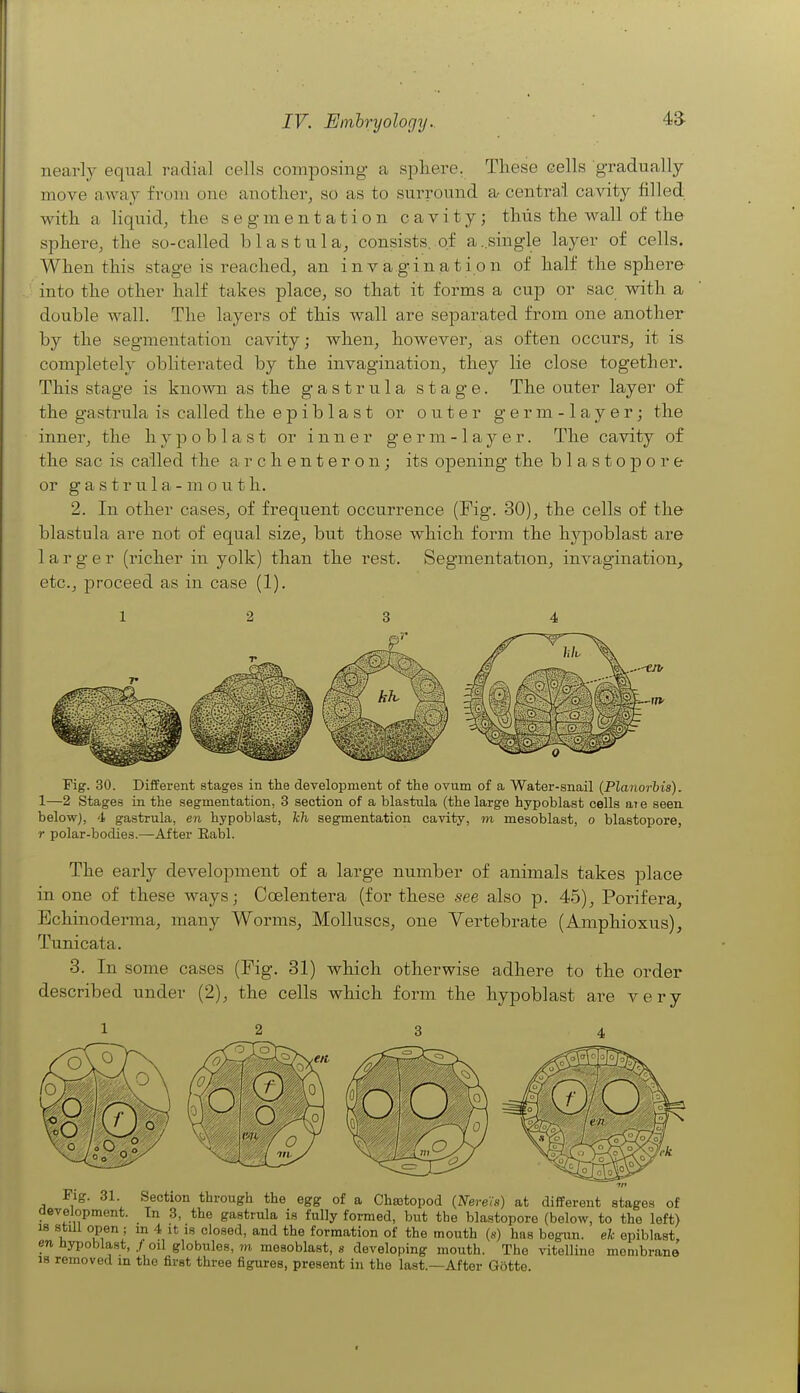 nearly equal radial cells composing a sphere. These cells gradually move away from one another, so as to surround a, centra! cavity filled with a liquid, the segmentation cavity; thus the wall of the sphere, the so-called b 1 a s t u 1 a^ consists, of a ..single layer of cells. When this stage is reached, an invagination of half the sphere into the other half takes place, so that it forms a cup or sac with a double wall. The layers of this wall are separated from one another by the segmentation cavity; when, however, as often occurs, it is completely obliterated by the invagination, they lie close together. This stage is known as the gastrula stage. The outer layer of the gastrula is called the e p i b 1 a s t or outer g e r m -1 a y e r; the inner, the hypoblast or inner g e r m -1 a y e r. The cavity of the sac is called the archenteron; its opening the blastopore or g a s t r u 1 a - m o u t h. 2. In other cases, of frequent occurrence (Fig. 30), the cells of the blastula are not of equal size, but those which form the hypoblast are larger (richer in yolk) than the rest. Segmentation, invagination, etc., proceed as in case (1). Fig. 30. Different stages in the development of the ovum of a Water-snail {Planorbis). 1—2 Stages in the segmentation, 3 section of a blastula (the large hypoblast cells aie seen, below), 4 gastrula, en hypoblast, kh segmentation cavity, m mesoblast, o blastopore, r polar-bodies.—After Eabl. The early development of a large number of animals takes place in one of these ways; Coelentera (for these see also p. 45), Porifera, Echinoderma, many Worms, Molluscs, one Vertebrate (Amphioxus), Tunicata. 3. In some cases (Fig. 31) which otherwise adhere to the order described under (2), the cells which form the hypoblast are very Fig. 31. Section through the egg of a Chaatopod (Nerein) at different stages of development. In 3, the gastrula is fully formed, but the blastopore (below, to the left) 18 still open ; m 4 It is closed, and the formation of the mouth (s) has begun, ek epiblast, en Hypoblast, / oil globules, m mesoblast, s developing mouth. The vitelline mombrano 18 removed in the first three figures, present in the last.—After Gotte.