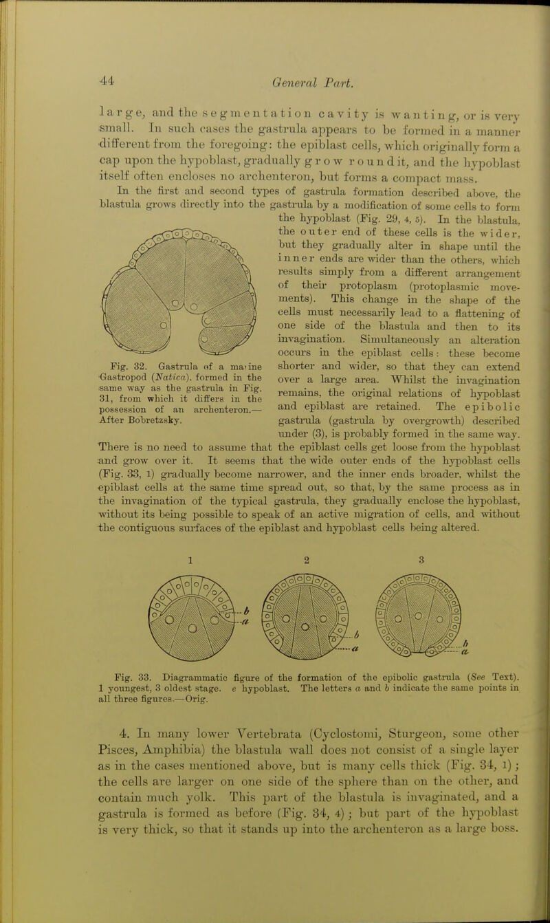 1 a V g e, and the s e g in e n t a t i o n cavity is w a ii t i n g, or is very small. In such cases the gastrula appears to be formed in a manner different from the foregoing: the epiblast cells, which originally form a cap upon the hypoblast, gradually grow round it, and the hypoblast itself often encloses no archenteron, but forms a compact mass. In the first and second types of gastrula formation described above, the blastuhx grows directly into the gastrula by a modification of some cells to form the hypoblast (Fig. 29, 4, 5j. In the blastula, the outer end of these cells is the wider, but they gradually alter in shape until the inner ends are wider than the others, which results simply from a difilerent arrangement of their protoplasm (protoplasmic move- ments). This change in the shape of the cells must necessarily lead to a flattening of one side of the blastula and then to its invagination. Simultaneously an altei-ation occui-s in the epiblast cells: these become shoi-ter and wider, so that they can extend over a lai-ge area. Whilst the invagination remains, the original relations of hypoblast and epiblast are retained. The epibolic gastrula (gastrula by overgi-owth) described under (3), is j)robably formed in the same way. There is no need to assume that the epiblast cells get loose from the hypoblast and grow over it. It seems that the wide outer ends of the hypoblast cells (Fig. 33, 1) gradually become narrower, and the inner ends broader, whilst the epiblast cells at the same time spread out, so that, by the same process as in the invagination of the typical gastrula, they gradually enclose the hypoblast, withoiit its being possible to speak of an active migration of cells, and without the contiguous surfaces of the epiblast and hypoblast cells being altered. 12 3 Fig. 33. Diagrammatic figure of the formation of the epibolic gastrula (See Test). 1 youngest, 3 oldest stage, e hypoblast. The letters a and b indicate the same points in all three figures.—Orig. 4. In many lower Yertebrata (Cyclostomi, Sturgeon, some other Pisces, Amphibia) the blastula wall does not consist of a single layer as in the cases mentioned above, but is many cells thick (Fig. 34, l); the cells are larger on one side of the sphere than on the other, and contain much yolk. This part of the blastula is iuvaginated, and a gastrula is formed as before (Fig. 34, 4); but part of the hypoblast is very thick, so that it stands up into the archenteron as a large boss. Fig. 32. Gastrula of a maiine ■Gastropod (Naticn). formed in the same way as the gastrula in Fig. 31, from which it differs in the possession of an archenteron.— After Bobretzsky.