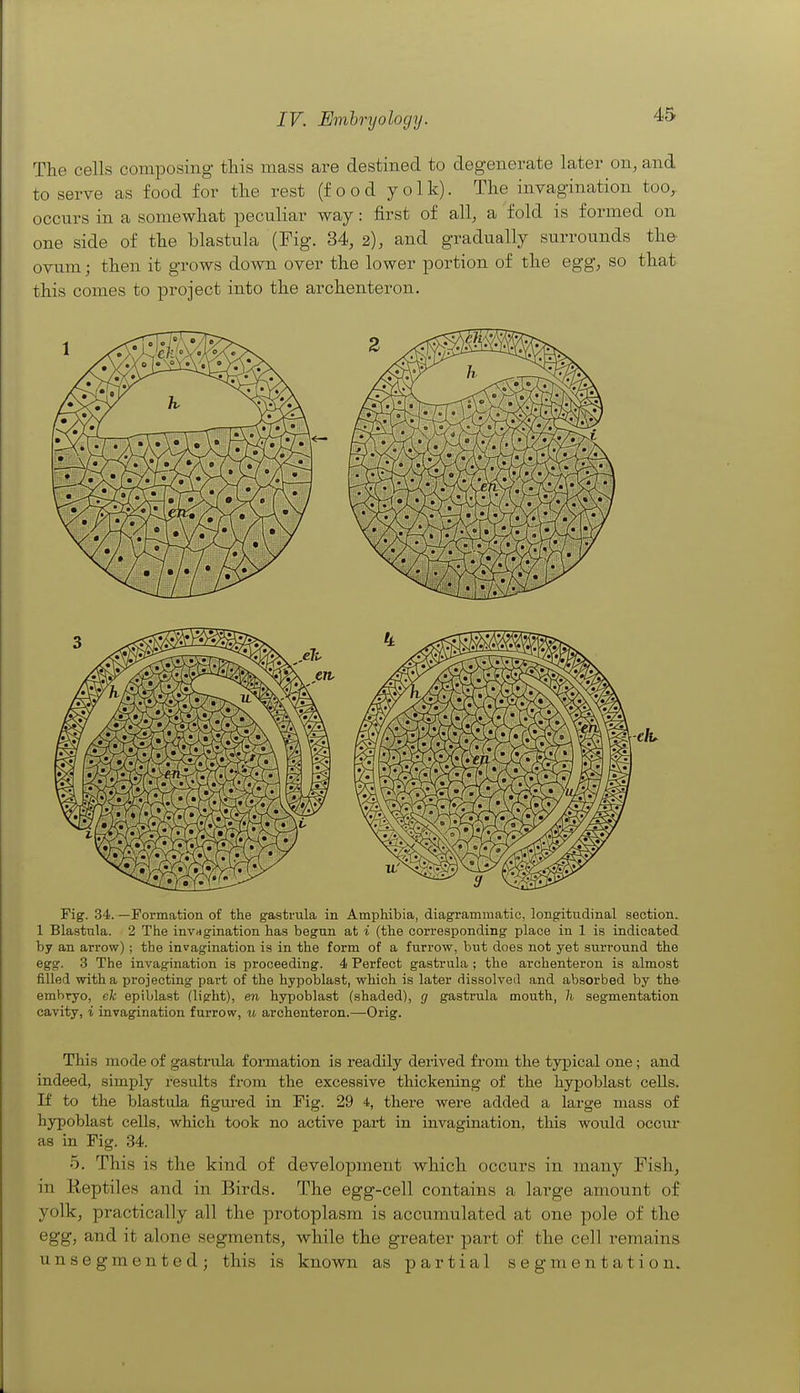 The cells composing- this mass are destined to degenerate later on, and to serve as food for the rest (food yolk). The invagination too,, occurs in a somewhat peculiar way: first of all, a fold is formed on one side of the blastula (Fig. 34, 2), and gradually surrounds the- ovum; then it grows down over the lower portion of the egg, so that this comes to project into the archenteron. Fig. 34. —Formation of the gastrula in Amphibia, diagrammatic, longitudinal section.. 1 Blastnla. 2 The invagination has begun at i (the corresponding place in 1 is indicated by an arrow) ; the invagination is in the form of a furrow, but does not yet surround the egg. 3 The invagination is proceeding. 4 Perfect gastrula ; the archenteron is almost filled with a projecting part of the hypoblast, which is later dissolved and absorbed by the- embryo, eh epiblast (light), en hypoblast (shaded), g gastrula mouth, h segmentation cavity, i invagination furrow, u archenteron.—Orig. This mode of gastrula formation is readily derived from the typical one; and indeed, simply results from the excessive thickening of the hypoblast cells. If to the blastula figm-ed in Fig. 29 4, there were added a large mass of hypoblast cells, vv^hich took no active part in invagination, this would occm* as in Fig. 34. 5. This is the kind of development which occurs in many Fish, in Reptiles and in Birds. The egg-cell contains a large amount of yolk, practically all the protoplasm is accumulated at one pole of the egg, and it alone segments, while the greater part of the cell remains unsegmented; this is known as partial segmentation.