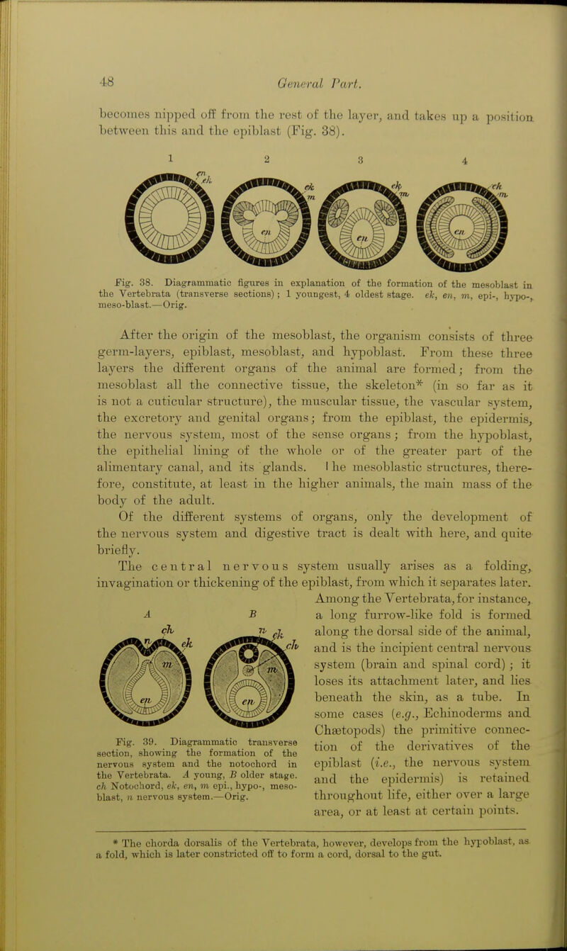 becomes nipped off from the rest of the layer, tiiid takes up a positioa between this and the epiblast (Fig. 38). Fig. 38. Diagrammatic figures in explanation of the formation of the mesoblast in the Vertebrata (transverse sections); 1 youngest, 4 oldest stage, ek, en. m, epi-, hj'po-, meso-blast.—Orig. After the origin of the mesoblast, the organism consists of three germ-layers, epiblast, mesoblast, and hyjDoblast. From these three layers the different organs of the animal are formed; from the mesoblast all the connective tissue, the skeleton* (in so far as it is not a cuticular structure), the muscular tissue, the vascular system, the excretory and genital organs; from the epiblast, the epidermis, the nervous system, most of the sense organs ; from the hy]3oblast, the epithelial lining of the whole or of the greater part of the alimentary canal, and its glands. I he mesoblastic structures, there- fore, constitute, at least in the higher animals, the main mass of the body of the adult. Of the different systems of organs, only the development of the nervous system and digestive tract is dealt with here, and quite briefly. The central nervous system usually arises as a folding,, invagination or thickening of the epiblast, from which it separates later. Among the Yertebrata, for instance, a long furrow-like fold is formed along the dorsal side of the animal, and is the incipient central nervous system (brain and spinal cord); it loses its attachment later, and lies beneath the skin, as a tube. In some cases [e.g., Ecliinoderms and ChEetopods) the primitive connec- tion of the derivatives of the epiblast {i.e., the nervous system and the epidermis) is retained throughout life, either over a large area, or at least at certain points. A B Fig. 39. Diagrammatic transverse section, showing the formation of the nervous system and the notochord in the Vertebrata. A young, B older stage. ch Notochord, ek, en, m epi., hypo-, meso- blast, n nervous system.—Orig. * The chorda dorsalis of the Vertebrata, however, develops from the hyjoblast. as a fold, which is later constricted off to form a cord, dorsal to the gut.