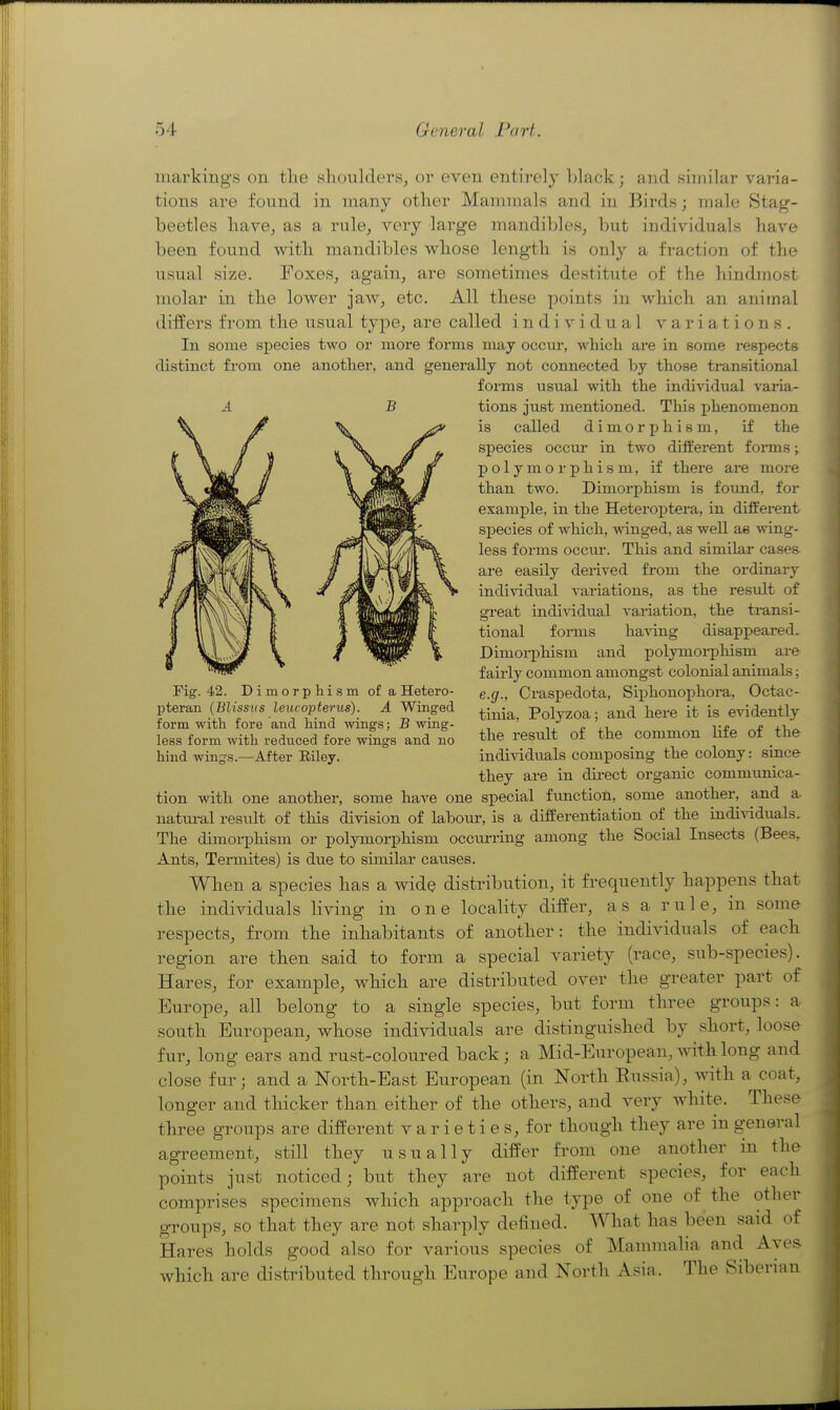 markings on the shoulders^ or even entirely Ijlack; and similar varia- tions are found in many other Mammals and in Birds; male Stag- beetles have, as a rule, very large mandibles, but individuals have been found with mandibles whose length is only a fraction of the usual size. Foxes, again, are sometimes destitute of the hindmost molar in the lower jaw, etc. All these points in which an animal differs from the usual type, are called individual variations. In some species two or more forms may occm*, which are in some respects distinct from one another, and generally not connected by those transitional forms usual with the individual varia- tions just mentioned. This phenomenon is called dimorphism, if the species occur in two different forms; polymorphism, if there are more than two. Dimorphism is found, for example, in the Heteroptera, in different species of wliich, ^vinged, as well as wing- less forms occm-. This and similar cases are easily derived from the ordinary individual variations, as the result of great indiAddual variation, the transi- tional forms having disappeared. Dimorphism and polymoi-phism are fairly common amongst colonial animals; e.g., Craspedota, Siphonophora, Octac- tinia, Polyzoa; and here it is evidently the result of the common life of the indiAdduals composing the colony: since they are in direct organic communica- tion with one another, some have one special function, some another, and a natm-al result of tliis division of labom-, is a differentiation of the individuals. The dimorphism or polymorphism occm-ring among the Social Insects (Bees, Ants, Termites) is due to similar causes. When a species has a wide distribution, it frequently happens that the individuals living in one locality differ, as a rule, in some respects, from the inhabitants of another: the individuals of each region are then said to form a special variety (race, sub-species). Hares, for example, which are distributed over the greater part of Europe, all belong to a single species, but form three groups: a south European, whose individuals are distinguished by short, loose fur, long ears and rust-coloured back; a Mid-European, with long and close fur; and a North-East European (in North Russia), with a coat, longer and thicker than either of the others, and very white. These three groups are different v a r i e t i e s, for though they are m general agreement, still they usually differ from one another in the points just noticed; but they are not different species, for each comprises specimens which approach the type of one of the other groups, so that they are not sharply defined. What has been said of Hares holds good also for various species of Mammalia and Aves which are distributed through Europe and North Asia. The Siberian Fig. 42. Dimorphism of a Hetero- pteran (Blisstis leucopterus). A Winged form with fore and hind wings; B wing- less form with reduced fore wings and no hind wings.—After Eiley.