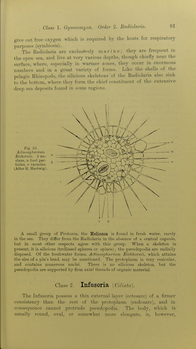give out free oxygen wliich is required by the liosts for respiratory purposes (symbiosis). The Radiolaria are exclusively marine; they are frequent m the open sea, and live at very various depths, though chiefly near the surface, where, especially in warmer zones, they occur in enormous numbers and in a great variety of forms. Like the shells of the pelagic Rhizopods, the silicious skeletons'of the Radiolaria also sink to the bottom, where they form the chief constituent of the extensive deep sea deposits found in some regions. V n A small gi'oup of Protozoa, tlie Heliozoa is foimd in fresli water, rarely in tlie sea. They differ from the Radiolaria in tlie absence of a central capsiile, but in most other respects agree with this group. When a skeleton is present, it is silicious (trellissed spheres or spines); the pseudopodia are radially disposed. Of the freshwater forms, Actinosphxrium Eichhornii, which attains the size of a pin's head, may be mentioned. The protoplasm is very vesicular, and contains numerous nuclei. There is no silicious skeleton, but the pseudopodia are supported by firm axial threads of organic material. Class 2. Infusoria {CUiata). The Infusoria possess a thin external layer (ectosarc) of a firmer consistency than the rest of the protoplasm (endosarc), and in consequence cannot protrude pseudopodia. The body, which is usually round, oval, or somewhat more elongate, is, however.