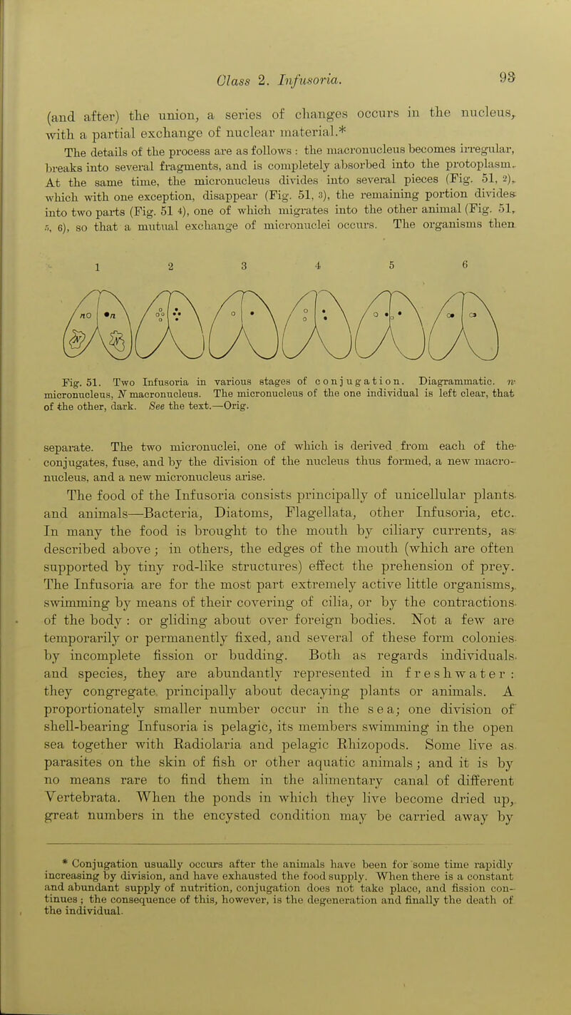 (and after) tlie union, a series of chang-es occurs in the nucleus^ A\'itli a partial exoliange of nuclear material.* The details of the process are as follows : the inacrouucleus becomes irregular, breaks into several fragments, and is completely absorbed into the protoplasm. At the same time, the microniicleus divides into sevei-al pieces (Fig. 51, 2),. which with one exception, disappear (Fig. 51, 3), the remaining portion divides- into two parts (Fig. 51 one of which migrates into the other animal (Fig. 51, r<, 6), so that a mutual exchange of micronuclei occurs. The organisms then. 1 2 3 4 5 6 Fig. 51. Two Infusoria in various stages of conjugation. Diagrammatic, n- micronucleus, N macronucleus. The micronucleus of the one individual is left clear, that of the other, dark. See the text.—Orig. separate. The two micronuclei, one of which is derived from each of the- conjugates, fuse, and by the division of the nucleus thus formed, a new macro- nucleus, and a new micronucleus arise. The food of the Infusoria consists principally of unicellular plants- and animals—Bacteria, Diatoms, Flagellata, other Infusoria, etc.. In many the food is brought to the mouth by ciliary currents, as- described above; in others, the edges of the mouth (which are often supported by tiny rod-like structures) effect the prehension of prey. The Infusoria are for the most part extremely active little organisms,, .sAvimmirig by means of their covering of cilia, or by the contractions- of the body : or gliding about over foreign bodies. Not a few are temporarily or permanently fixed, and several of these form colonies- by incomplete fission or budding. Both as regards individuals, and species, they are abundantly represented in freshwater: they congregate, principally about decaying plants or animals. A proportionately smaller number occur in the sea; one division of shell-bearing Infusoria is pelagic, its members swimming in the open sea together with Radiolaria and jDelagic Rhizopods. Some live as. parasites on the skin of fish or other aquatic animals; and it is by no means rare to find them in the alimentary canal of different Vertebrata. When the ponds in which they live become dried up,, great numbers in the encysted condition may be carried away by * Conjugation usually occurs after the animals have been for some time rapidly increasing by division, and have exhausted the food supply. When there is a constant and abundant supply of nutrition, conjugation does not take place, and fission con- tinues ; the consequence of this, however, is the degeneration and finally the death of the individual-