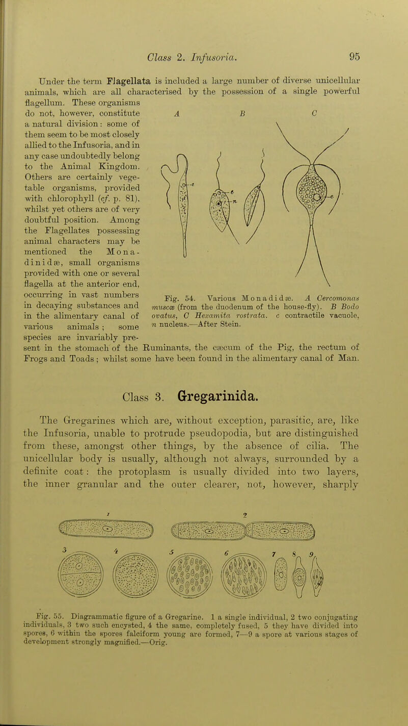 Under the term FJagellata is included a large miniber of diverse unicellular animals, which are all characterised by the possession of a single powerful flagellum. These organisms A B C do not, however, constitute a natiu-al division: some of them seem to be most closely allied to the Infusoria, and in any case imdoubtedly belong to the Animal Kingdom. Others ai-e certainly vege- table organisms, provided with chlorophyll (cf. p. 81), whilst yet others are of very doubtful position. Among the Flagellates possessing animal characters may be mentioned the M o n a - d i n i d 86, small organisms provided with one or several flagella at the antenor end, occiUTing in vast niunbers in decaying substances and in the alimentary canal of various animals ; some species are invariably pre- sent in the stomach of the Ruminants, the caecum of the Pig, the rectum of Frogs and Toads ; whilst some have been found in the alimentary canal of Man. Fig. 54. Various Monadidae. A Cercomonas muscce (from the duodenum of the house-fly). B Bodo ovatus, G Hexamita rostrata. c contractile vacuole, n nucleus.—After Stein. Class 3. Gregarinida. The Gregarines wliicli are, without exception, parasitic, are, like the Infusoria, unable to protrude pseudopodia, but are distinguished from these, amongst other things, by the absence of cilia. The unicellular body is usually, although not always, surrounded by a definite coat: the protoplasm is usually divided into two layers, the inner granular and the outer clearer, not, however, sharply Fig. 55. Diagrammatic figure of a Gregarine. 1 a single individual, 2 two conjugating individuals, 3 two such encysted, 4 the same, completely fused, 5 they have divided into spores, 6 within the spores falciform young are formed, 7—9 a spore at various stages of development strongly magnified.—Orig.