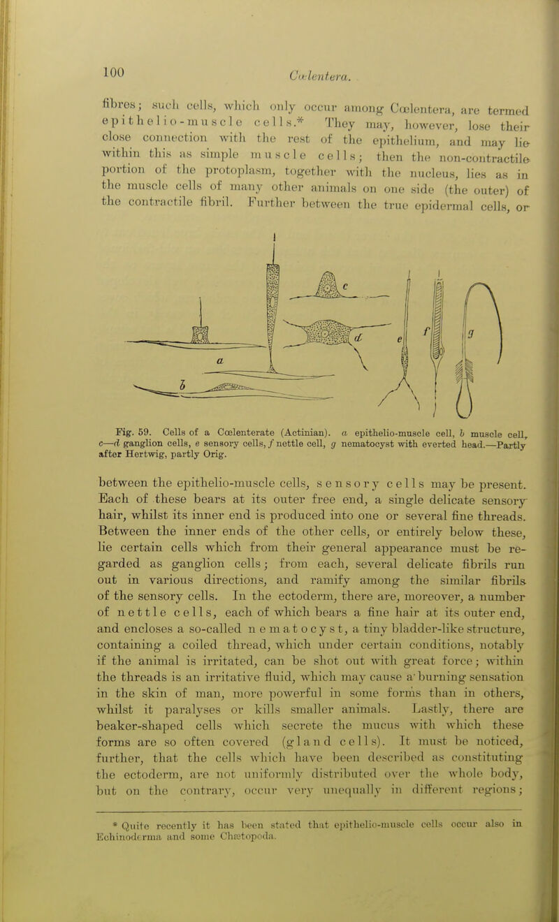 Cadentara. fibres; sucli c-olls, whicli only occur among Coelentera, are termed epithelio-muscle cells* They may, however, lose their close connection Avith the rest of the epithelium, and may li& within this as simple muscle cells; then the non-contractil© portion of the protoplasm, together with the nucleus, lies as in the muscle cells of many other animals on one side (the outer) of the contractile fibril. Further between the true epidermal cells, or 1 Fig. 59. Cells of a Coelenterate (Actinian). a epithelio-muscle ceU, h muscle cell, c—d ganglion cells, e sensory cells, / nettle cell, g nematocyst with everted head.—Partly after Hertwig, partly Orig. between the epithelio-muscle cells, sensory cells may be present. Each of these bears at its outer free end, a single delicate sensory- hair, whilst its inner end is produced into one or several fine threads. Between the inner ends of the other cells, or entirely below these, lie certain cells which from their general appearance must be re- garded as ganglion cells; from each, several delicate fibrils run out in various directions, and ramify among the similar fibrils of the sensory cells. In the ectoderm, there are, moreover, a number of nettle cells, each of which bears a fine hair at its outer end, and encloses a so-called nematocyst, a tiny bladder-like structure, containing a coiled thread, which under certain conditions, notably if the animal is irritated, can be shot out with great force; within the threads is an irritative fluid, which may cause a'burning sensation in the skin of man, more powerful in some forms than in others, whilst it paralyses or kills smaller animals. Lastly, there are beaker-shaped cells which secrete the mucus with which these forms are so often covered (gland cells). It must be noticed, further, that the cells which have been described as constituting the ectoderm, are not uniformly distributed over the whole bod}^ but on the contrary, occur very unequally in different regions; * Quite recently it has been stated that epithelio-muscle cells occui- also in Echinoderma and some Chffitopoda.