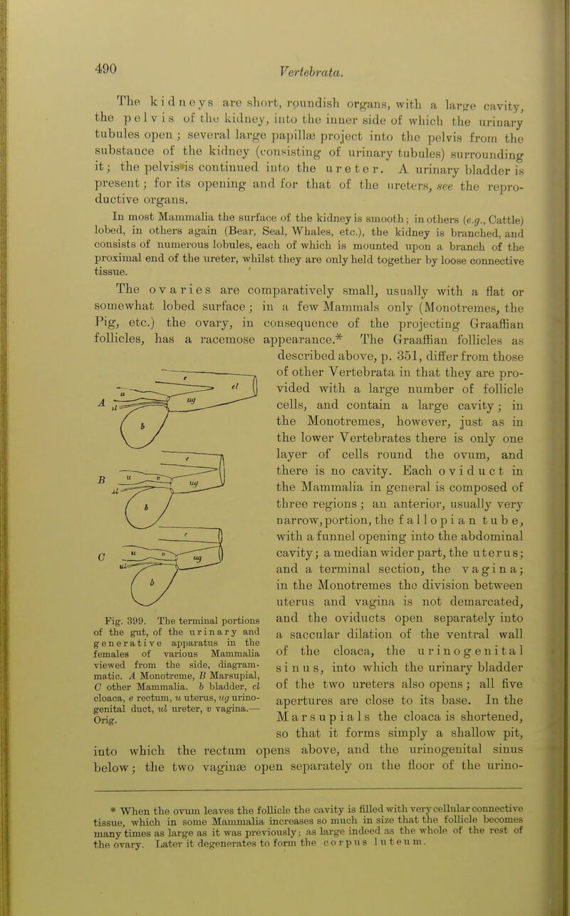 The kidneys are short, roundish organs, with a larjre cavity, the pelvis uf tliu kidney, into the inner aide of which the urinary tubules open ; several large papillaa project into the pelvis from the substance of the kidney (consisting- of urinary tubules) surrounding it; the pelvis*is continued into the ureter. A urinary bladder is present; for its opening and for that of the ureters, see the repro- ductive organs. In most Mamniiilia the surface of the kidney is smooth ; in others (e.g.. Cattle) lobed, in others again (Bear, Seal, Whales, etc.), the kidney is branched, and consists of numerous lobules, each of which is mounted upon a branch of the proximal end of the ureter, whilst they are only held together by loose connective tissue. The ovaries are comparatively small, usually with a fiat or somewhat lobed surface ; in a few Mammals only (Monotreme.s, the Pig, etc.) the ovary, in consequence of the projecting Graafian follicles, has a racemose appearance.^ The Graafian follicles as described above, p. 351, differ from those of other Vertebrata in that they are pro- vided with a large number of follicle cells, and contain a large cavity; in the Monotremes, however, just as in the lower Vertebrates there is only one layer of cells round the ovum, and there is no cavity. Each oviduct in the Mammalia in general is composed of three regions ; an anterior, usually very narrow, portion, the fallopian tube, with a funnel opening into the abdominal cavity; a median wider part, the uterus; and a terminal section, the vagina; in the Monotremes the division between uterus and vagina is not demarcated, and the oviducts open separately into a saccular dilation of the ventral wall of the cloaca, the urinogenital sinus, into which the urinary bladder of the two ureters also opens; all five apertures are close to its base. In the Marsupials the cloaca is shortened, so that it forms simply a shallow pit, into which the rectum opens above, and the urinogenital sinus below; the two vaginas open separately on the floor of the uriuo- * When the ovum leaves the follicle the cavity is fiUed with very cellulai-connective tissue, which in some Mammalia increases so much in size that the follicle becomes many times as large as it was previously; as large indeed as the whole of the rest of the ovary. Later it degenerates to form the corpus 1 u t e u m. Fig. 399. The terminal portions of the gut, of the urinary and generative apparatus in the females of various Mammalia viewed from the side, diagram- ma.tic. A Monotreme, B Marsupial, C other Mammalia, h bladder, cl cloaca, e rectum, ii, uterus, itg urino- genital duct, ul ureter, v vagina.— Orig.