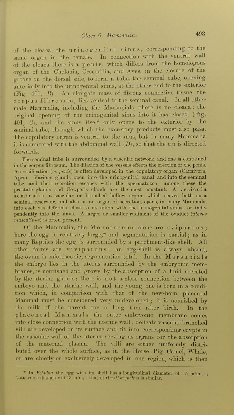 of the cloaca, tbe n v i n o g-e n i t al sinus, corresponding to the same organ iu the female. In connection with the ventral wall of the cloaca there is a penis, which differs from the homologous organ of the Chelonia, Crocodilia, and Aves, in the closure of the groove on the dorsal side, to form a tube, the seminal tube, opening anteriorly into the urinogenital sinus, at the other end to the exterior (Fig. 401, B). An elongate mass of fibrous connective tissue, the corpus f i b r o s u m, lies ventral to the seminal canal. In all other male Mammalia, including the Marsupials, there is no cloaca; the original opening of the urinogenital sinus into it has closed (Fig. 401, G), and the sinus itself only opens to the exterior by the seuiinal tube, through which the excretory products must also pass. The copulatory organ is ventral to the anus, but in many Mammalia it is connected with the abdominal wall (J)), so that the tip is directed forwards. The seminal tube is surrounded by a vascular network, and one is contained in tlie corpus fibrosum. The dilation of the vessels effects the erection of the penis. An ossification (os penis) is often developed in the copulatory organ (Cai'nivora, Apes). Yarious glands open into the urinogenital canal and into the seminal tube, and their secretion escapes with the spermatozoa; among these the prostate glands and Cowper's glands are the most constant. A vesicula seminalis, a saccular or branched hollow organ, which serves both as a seminal reservoir, and also as an organ of secretion, opens, in many Mammals, into each vas deferens, close to its union with the urinogenital sinus; or inde- pendently into the simis. A larger or smaller rudiment of the oviduct {uterus masculinus) is often present. Of the Mammalia, the Monotremes alone are oviparous ; here the egg is relatively large,* and segmentation is partial; as in many Reptiles the egg is surrounded by a parchment-like shell. All other forms are viviparous; an egg-shell is always absent, the ovum is microscopic, segmentation total. In the Marsupials the embryo lies in the uterus surrounded by the embryonic mem- branes, is nourished and grows by the absorption of a fluid secreted by the uterine glands; there is not a close connection between the embryo and the uterine wall, and the young one is born in a condi- tion which, in comparison with that of the new-born placental Mammal must be considered very undeveloped ; it is nourished by the milk of the parent for a long time after birth. In the placental Mammals the outer embryonic membrane comes into close connection with the uterine wall; delicate vascular branched villi are developed on its surface and fit into corresponding crypts in the vascular wall of the uterus, serving as organs for the absorption of the maternal plasma. The villi are either uniformly distri- buted over the whole surface, as in the Horse, Pig, Camel, Whale, or are chiefly or exclusively developed in one region, which is then * In Echidna the egg with its shell has a longitudinal diameter of 15 in/m. ft transverse diameter of l:i mjm,; that of Qfnitjiorynchus is similar.