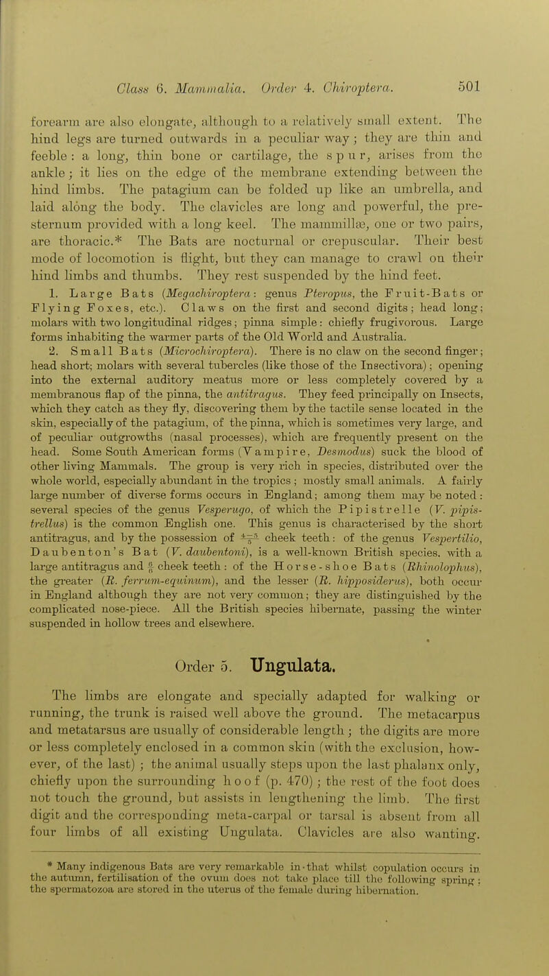 forearm are also elongatCj altliough to a relatively small extent. The hind legs are turned outwards in a peculiar way; they are thin and feeble : a long, thin bone or cartilage, the spur, arises from the ankle; it lies on the edge of the membrane extending between the hind limbs. The patagium can be folded up like an umbrella, and laid along the body. The clavicles are long and powerful, the pre- sternum provided with a long keel. The mammillaj, one or two pairs, are thoracic* The Bats are nocturnal or crepuscular. Their best mode of locomotion is flight, but they can manage to crawl on their hind limbs and thumbs. They rest suspended by the hind feet. 1. Large Bats (Megachiroptera : genus Fteropus, the Fruit-Bats or Flying Foxes, etc.). Olaws on the first and second digits; head long; molars with two longitudinal ridges; pinna simple: chiefly frugivorous. Large forms inhabiting the warmer parts of the Old World and Australia. 2. Small Bats {Microcliiroptera). There is no claw on the second finger; head short; molars with several tubercles (like those of the Insectivora); opening into the external auditoi-y meatus more or less completely covered by a membranous flap of the pinna, the antitragiis. They feed principally on Insects, which they catch as they fly, discovering them by the tactile sense located in the skin, especially of the patagium, of the pinna, which is sometimes very large, and of peculiar outgrowths (nasal pi'ocesses), which are frequently present on the head. Some South American fomis (Y a m p i r e, Desmodus) suck the blood of other hving Mammals. The group is very rich in species, distributed over the whole world, especially abundant in the tropics ; mostly small animals. A fairly large number of diverse fonns occiu-s in England; among them may be noted : several species of the genus Vesperugo, of which the Pipistrelle {V. pipis- trellus) is the common English one. This genus is characterised by the short antitragus, and by the possession of cheek teeth: of the genus Vespertilio, Daubenton's Bat {V. daubentoni), is a well-kno\vn British species, with a large antitragus and f cheek teeth : of the Horse-shoe Bats (Bhinolophiis), the gi-eater {B. ferrum-equinum), and the lesser (R. liipposiderus), both occiu- in England although they are not very common; they are distinguished by the complicated nose-piece. All the British species hibernate, passing the winter suspended in hollow trees and elsewhere. * Order 5. Ungulata. The limbs are elongate and specially adapted for walking or running, the trunk is raised well above the ground. The metacarpus and metatarsus are usually of considerable length ; the digits are more or less completely enclosed in a common skin (with the exclusion, how- ever, of the last) ; the animal usually steps upon the last phalanx only, chiefly upon the surrounding hoof (p. 470); the rest of the foot does not touch the ground, but assists in lengthening the limb. The flrst digit and the corresponding ineta-carpal or tarsal is absent from all four limbs of all existing Ungulata. Clavicles are also wanting, * Many indigenous Bats ai-e very remarkable in • that whilst copulation occurs in the autmnn, fertilisation of the ovum doos not talcu place till tliu following spring : the spermatozoa are stored in the utorus of tlio female during hibernation. ^