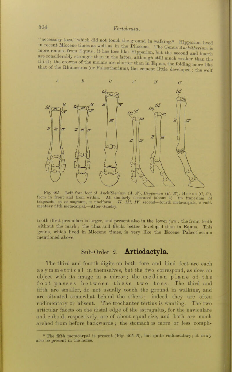  accessory toes, which flici not touch the ffround in walking * Hipparion lived in recent Miocene times as well as in the Pliocene. The (ienus AnchUherium is moi-e remote from Equus; it has toes like Hipparion, but the second and fourth arecon8.deral,ly stronger than in the latter, although still much weaker than the third; the cro^vns of the molars are shorter than in Equus, the folding moi-e lik^ that of the Rhmoceros (or Pala>otherium), the cement Uttle developed • tlie wolf a A' B' Fig. 405. Left fore foot of Anchithevhiin {A, A'), Hipparion (B, B'), Horse (C, C), from ill front and from within. All similarly decreased (about i). tm trapezium, td trapezoid, m os magnum, u unciform. II, III, IV, second—fourth metacarpals, v nidi- mentary fifth metacarpal.—After Gaudry. tooth (fii'st premolar) is larger, and pi-esent also in the lower jaw ; the front teeth without the mark; the ulna and fibula better developed than in Equus. This genus, which lived in Miocene times, is very like tlie Eocene Palajotherium mentioned above. Sub-Order 2. Artiodactyla. The third and fourth digits on both fore and hind feet are each asymmetrical in themselves, but the two correspond, as does an object with its image in a mirror; the median plane of the foot passes betwe'eu these two toes. The third and fifth are smaller, do not usually touch the ground in walking, and are situated somewhat behind the others; indeed they are often rudimentary or absent. The trochanter tertius is wantiug. The two articular facets on the distal edge of the astragalus, for the uaviculare and cuboid, respectively, are of about equal size, and both are much arched from before backwards; the stomach is more or less compli- * The fifth metacai-pal is present (Fig. 405 B), but quite rudinientiuy; it may also be present in the horse.