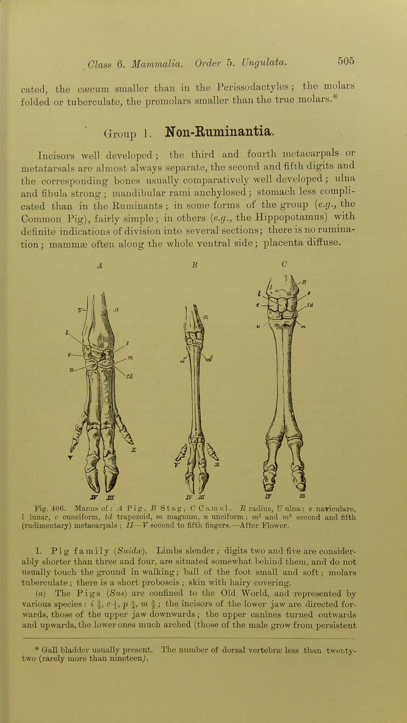 cated, the CcBcum smaller than in the Perissodaotyles; the molars folded or tuberculate, the premolars smaller than the true molars.'^ Group 1. Non-Ruminantia. Incisors well developed; the third and fourth metacarpals or metatarsals are almost always separate, the second and fifth digits and the corresponding bones usually comparatively well developed; ulna and fibula strong; mandibular rami anchylosed; stomach less compli- cated than in the Ruminants ; in some forms of the group {e.g., the Common Pig), fairly simple; in others {e.g., the Hippopotamus) with definite indications of division into several sections; there is no rumina- tion; mammas often along the whole ventral side; placenta diffuse. ABC Fig. 406. Manus of: A Pig, -B Stag, CCamol. E radius, Uulna; s naviculare, I lunar, c cuneiform, td trapezoid, m magnum, u unciform ; and second and fifth (rudimentary) metacarpals ; II—V second to fifth fingers.—After Flower. 1. Pig family (Suidx). Limbs slender; digits two and five are consider- ably sboi-ter tban three and four, are situated somewhat behind them, and do not usually touch the gi-ound in walking; ball of the foot small and soft; molars tuberculate ; there is a short proboscis ; skin with haiiy covering. (a) The Pigs {Bus) are confined to the Old World, and represented by various species : i |, c i, p f, m f ; the incisors of the lower jaw are directed for- wards, those of the upper jaw downwards; the upper canines turned outwards and upwards, the lower ones much arched (those of the male grow from persistent * Gall bladder usually present. The number of dorsal vertebraj less than twenty- two (rarely more than nineteen