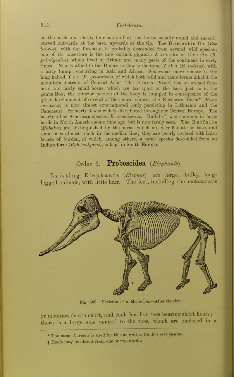 on tlie neck and chest; four mammillae; the honis usually round and smooth cui-ved outwai'ds at the base, upwards at the tip. The Domestic Ox {Bos taurus), with flat forehead, is probably descended from several wild species; one of its ancestors is the now extinct gigantic Aurochs or Ure Ox {B. pHmigenius), which lived in Britain and many pai-ts of the continent in eai'ly times. Neai-ly allied to the Domestic Cow is the tame Zebu {B. indicus), with a fatty hump ; occurring in Asia and Africa. Somewhat more remote is the long-haired Yak {B. grunniens), of which both -wild and tame forms inhabit the mountain districts of Central Asia. The Bison (Bison) has an arched fore- head and fairly small horns, which are far apai-t at the base, just as in the genus Bos; the anterior portion of the body is liumped in consequence of the great development of several of the neui-al spines; the European Bison* (Bison europwus) is now almost exterminated (only persisting in Lithuania and the Caucasus); formerly it was widely distributed throughout Central Em-ope. The nearly allied American species (B. americanus,  Buffalo ) was common in large herds in North America some time ago, but is now rai'ely seen. The Buffalos (Bubalus) are distinguished by the homs, which are veiy flat at the base, and sometimes almost touch in the median line; they are poorly covered with hair; beasts of burden, of which, among others, a tame species descended from an Indian foiTu (Buh. vulgaris), is kept in South Em-ope. Order 6. ProboSCidea [Blephants). Existing Elephants {Elephas) are large, bulky, long- legged animals, vpith. little liair. The feet, including the metacarpals Fig. 408. Skeleton of a Mastodon.—After Gaudry. or metatarsals are short, and each has five toes bearing short hoofs; t there is a large sole ventral to the toes, which are enclosed in a * The name Aurochs is used for this as weU as for Bos primigcniu?. ■j- Hoofs may be absent from one or two digits.