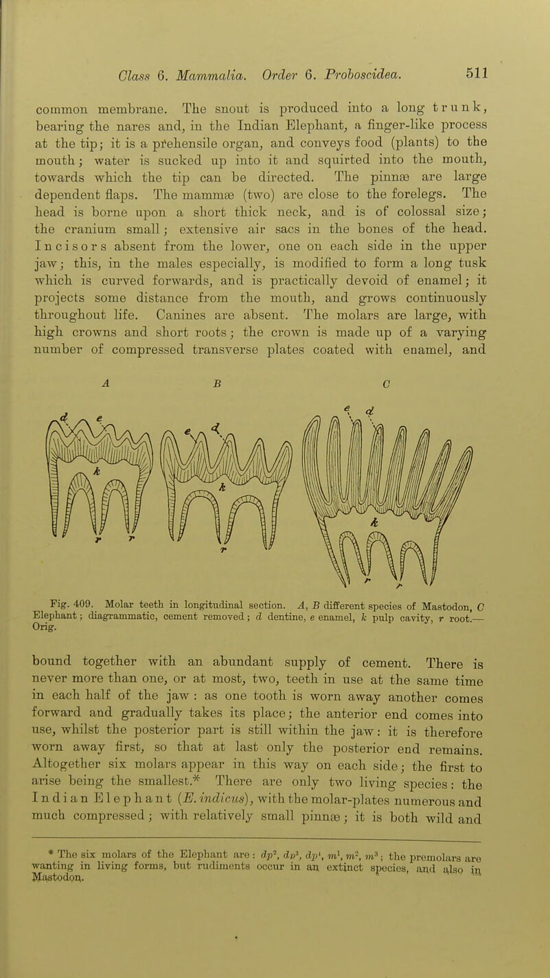 common membrane. Tlie snout is produced into a long trunk, bearing- tlie nares and, in the Indian Elephant, a finger-like process at the tip; it is a pi*ehensile organ, and conveys food (plants) to the mouth; water is sucked up into it and squirted into the mouth, towards which the tip can be directed. The pinnfB are large dependent flaps. The mammae (two) are close to the forelegs. The head is borne upon a short thick neck, and is of colossal size; the cranium small; extensive air sacs in the bones of the head. Incisors absent from the lower, one on each side in the upper jaw; this, in the males especially, is modified to form a long tusk which is curved forwards, and is practically devoid of enamel; it projects some distance from the mouth, and grows continuously throughout life. Canines are absent. The molars are large, with high crowns and short roots; the crown is made up of a varying number of compressed transverse plates coated with enamel, and A B 0 Fig. 409. Molar teeth in longitudinal section. A, B different species of Mastodon, C Elephant; diagrammatic, cement removed; cl dentine, e enamel, k pulp cavity, r root. Orig. bound together with an abundant supply of cement. There is never more than one, or at most, two, teeth in use at the same time in each half of the jaw : as one tooth is worn away another comes forward and gradually takes its place; the anterior end comes into use, whilst the posterior part is still within the jaw: it is therefore worn away first, so that at last only the posterior end remains. Altogether six molars appear in this way on each side; the first to arise being the smallest.^ There are only two living species: the Indian Elephant {E. indicus), with the molar-plates numerous and much compressed ; with relatively small pinna3; it is both wild and * The six molars of the Elephant are : dp^, dp\ m^, m-, ; the premolars ar ■wanting in living forms, but rudiments occur in an extinct species, and also i Mastodon.