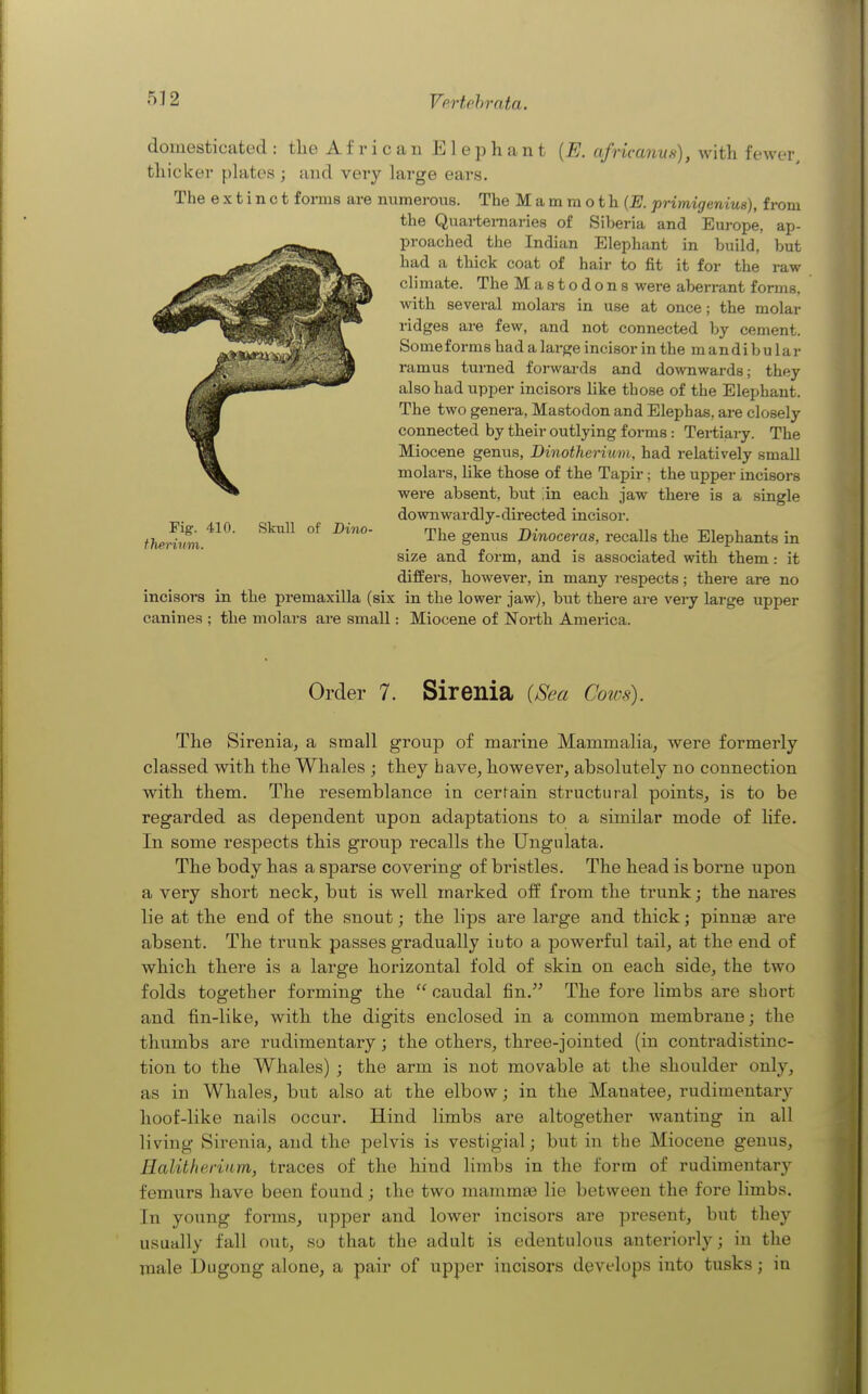 domesticated : tlie A f r i c a n E 1 e h a n t {E. africanvft), with fewer, thicker phites ; and vei'y large ears. The extinct forms are numerous. The M a m ra o t h primigenius), from the Quai-teraaries of Siberia and Europe, ap- proached the Indian Elephant in build, but had a thick coat of hair to fit it for the raw climate. The Mastodons were aberrant forms, with several molars in use at once; the molar ridges are few, and not connected by cement. Some forms had a large incisor in the m andi bu lar ramus turned foi-wards and downwards; they also had upper incisors like those of the Elephant. The two genera, Mastodon and Elephas, are closely connected by their outljdng forms : Tertiary. The Miocene genus, Dinotherium, had relatively small molars, like those of the Tapir; the upper incisors were absent, but ;in each jaw there is a single downwardly-directed incisor. The genus Dinoceras, recalls the Elephants in size and form, and is associated with them: it differs, however, in many respects; there are no incisors in the premaxilla (six in the lower jaw), but there are very large upper canines ; the molars are small: Miocene of North America. Pig. 410 thei-iiim. Skull of Dino- Order 7. Sirenia (iSea Cows). The Sirenia, a small group of marine Mammalia, were formerly classed with the Whales ; they have, however, absolutely no connection with them. The resemblance in certain structural points, is to be regarded as dependent upon adaptations to a similar mode of life. In some respects this group recalls the Ungnlata. The body has a sparse covering of bristles. The head is borne upon a very short neck, but is well marked off from the trunk; the nares lie at the end of the snout; the lips are large and thick; pinnee are absent. The trunk passes gradually iuto a powerful tail, at the end of which there is a large horizontal fold of skin on each side, the two folds together forming the  caudal fin. The fore limbs are short and fin-like, with the digits enclosed in a common membrane; the thumbs are rudimentary; the others, three-jointed (in contradistinc- tion to the Whales) ; the arm is not movable at the shoulder only, as in Whales, but also at the elbow; in the Manatee, rudimentary hoof-like nails occur. Hind limbs are altogether Avanting in all living Sirenia, and the pelvis is vestigial; but in the Miocene genus, Halitheriam, traces of the hind limbs in the form of rudimentary femxirs have been found; the two mammas lie between the fore limbs. In young forms, upper and lower incisors are present, but they usually fall out, so that the adult is edentulous anteriorly; in the male Dugong alone, a pair of upper incisors develops iuto tusks; in