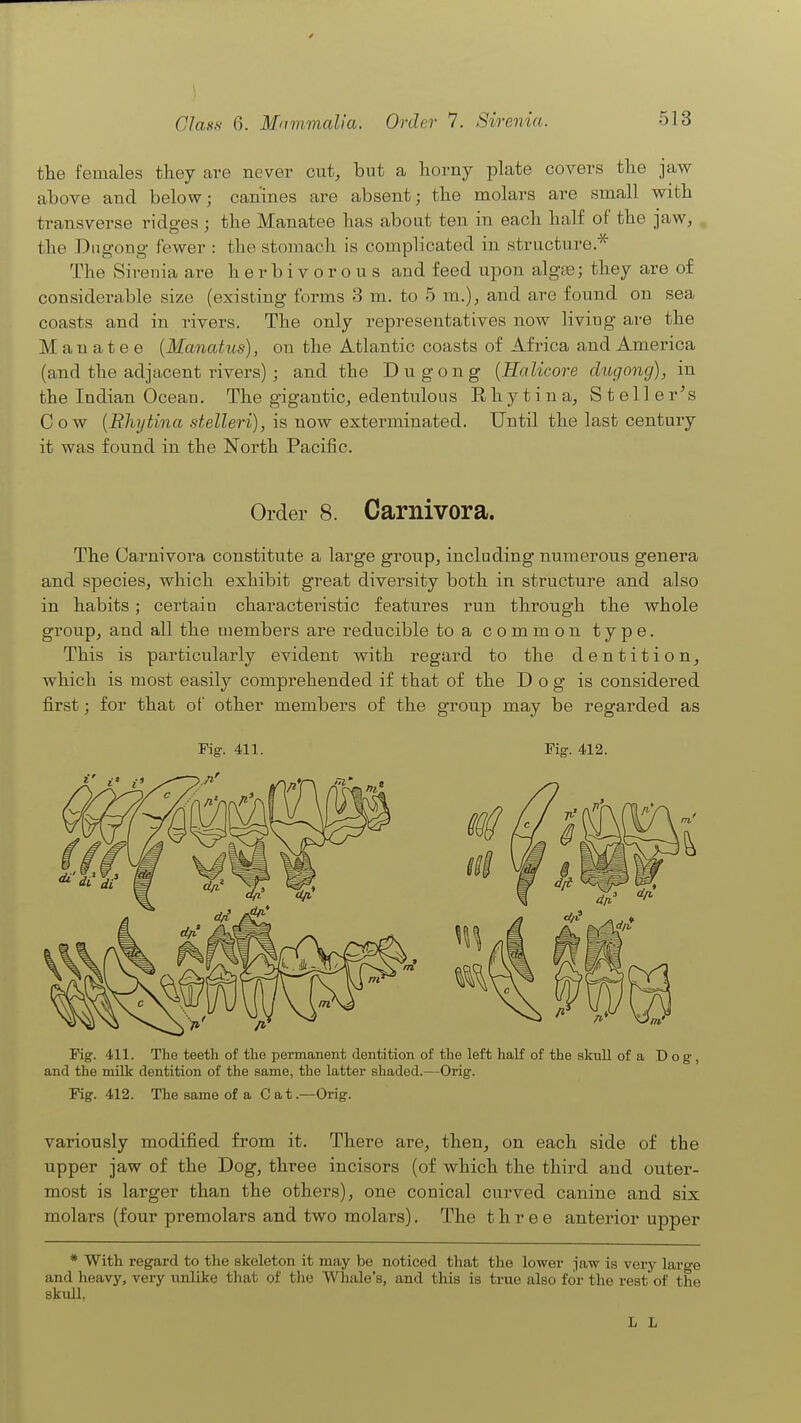 the females they are never cut, but a horny plate covers the jaw above and below; canines are absent; the molars are small with transverse ridges ; the Manatee has about ten in each half of the jaw, the Dngong fewer : the stomach is complicated in structure.'^ The Sirenia are herbivorous and feed upon algfe; they are of considerable size (existing forms 3 m. to 5 m.), and are found on sea coasts and in rivers. The only representatives now living are the Manatee (Manatus), on the Atlantic coasts of Africa and America (and the adjacent rivers); and the Dugong {Halicore dugong), in the Indian Ocean. The gigantic^ edentulous Rhytina, SteUer^s Cow {Rhytina stelleri), is now exterminated. Until the last century it was found in the North Pacific. Order 8. Carnivora. The Carnivora constitute a large group, including numerous genera and species, which exhibit great diversity both in structure and also in habits; certain characteristic features run through the whole group, and all the members are reducible to a common type. This is particularly evident with regard to the dentition, which is most easily comprehended if that of the D o g is considered first; for that of other members of the group may be regarded as Fig. 411. Fig. 412. Fig. 411. The teeth of the permanent dentition of the left half of the skull of a Dog, and the milk dentition of the same, the latter shaded.—Orig. Fig. 412. The same of a Cat.—Orig. variously modified from it. There are, then, on each side of the upper jaw of the Dog, three incisors (of which the third and outer- most is larger than the others), one conical curved canine and six molars (four premolars and two molars). The three anterior upper * With regard to the skeleton it may be noticed that the lower jaw is very large and heavy, very unlike that of the Whale's, and this is true also for the rest of the skuU, L L
