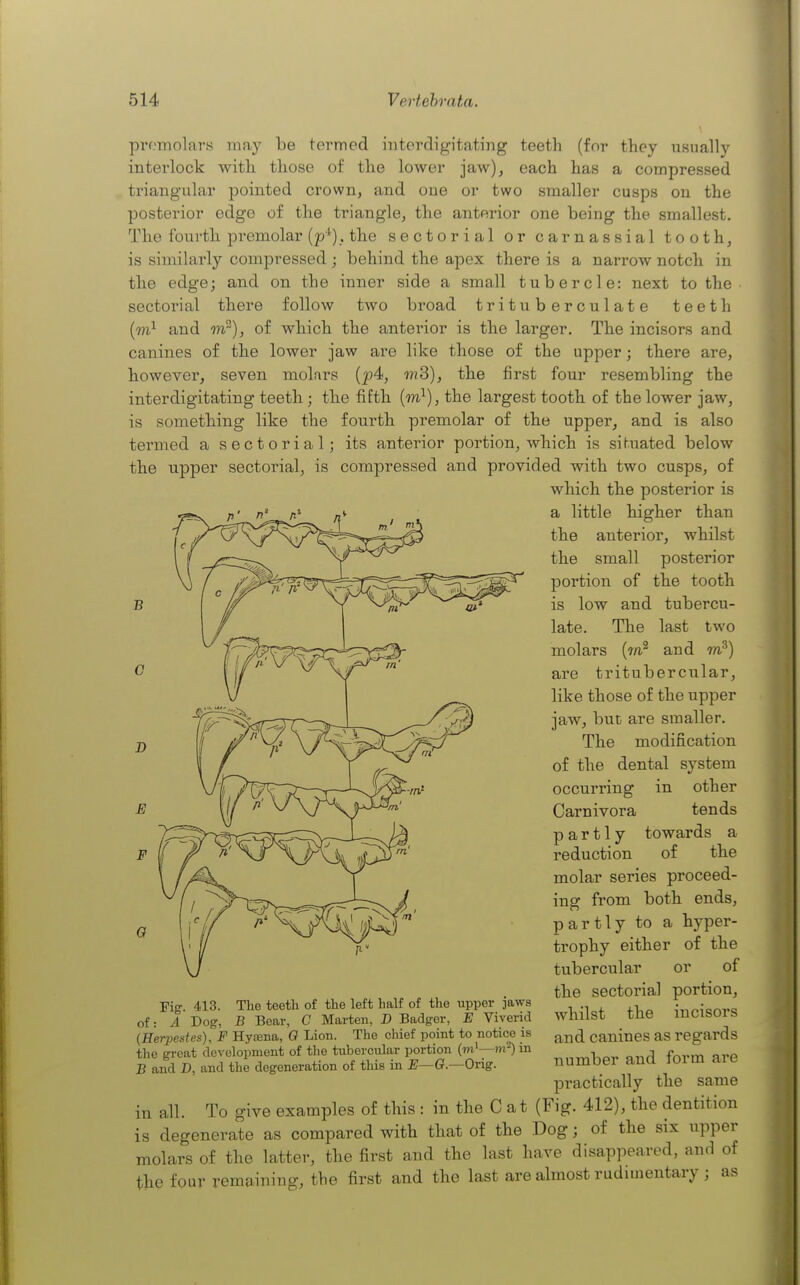 premolars may be termed iuterdigitating teeth (for they usually interlock with those of the lower jaw), each has a compressed triangular pointed crown, and one or two smaller cusps on the posterior edge of the triangle, the anterior one being the smallest. The fourth premolar (p'^), the sectorial or carnassial tooth, is similarly compressed; behind the apex there is a narrow notch in the edge; and on the inner side a small tubercle: next to the sectorial there follow two broad trituberculate teeth {m} and w~), of which the anterior is the larger. The incisors and canines of the lower jaw are like those of the upper; there are, however, seven molnrs {p4<, mS), the first four resembling the iuterdigitating teeth; the fifth {I'n}), the largest tooth of the lower jaw, is something like the fourth premolar of the upper, and is also termed a sectorial; its anterior portion, which is situated below the upper sectorial, is compressed and provided with two cusps, of which the posterior is a little higher than the anterior, whilst the small posterior portion of the tooth is low and tubercu- late. The last two molars (7/1^ and m^) are tritubercular, like those of the upper jaw, but are smaller. The modification of the dental system occurring in other B C D J? F G Carnivora partly reduction tends towards a of the molar series proceed- ing from both ends, partly to a hyper- trophy either of the tubercular or of the sectorial portion, whilst the incisors and canines as regards number and form are practically the same in all. To give examples of this : in the C at (Fig. 412), the dentition is degenerate as compared with that of the Dog; of the six upper molars of the latter, the first and the last have disappeared, and of the four remaining, the first and the last are almost rudimentary ; as Fig. 413. of: A Dog, The teetli of the left half of the upper jaws B Bear, C Marten, D Badger, E Viverid (Herpestes), F Hyaena, 0 Lion. The chief point to notice is the great development of the tubercular portion (m'—m^) in B and D, and the degeneration of this in —Orig.