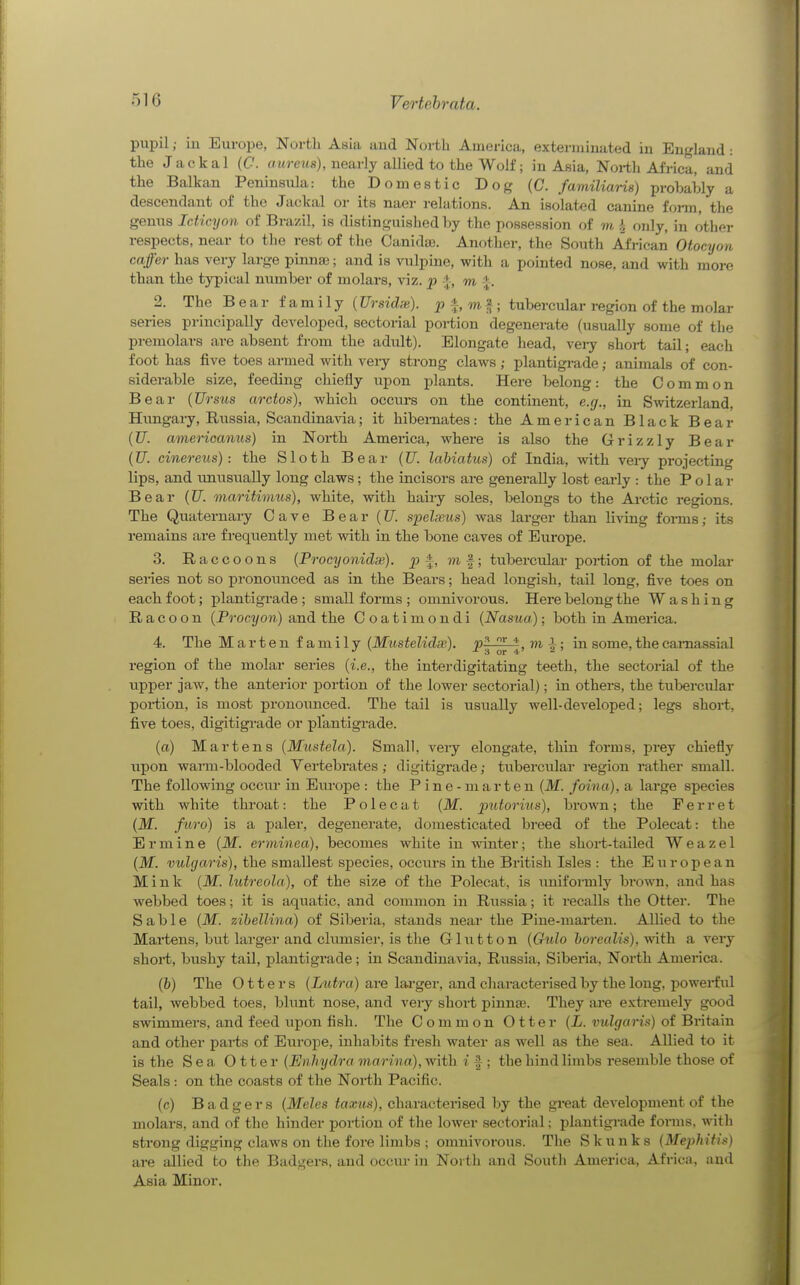 pupil; in Europe, North Asia and North America, exterminated in England : the Jackal (C. ((wrevts), nearly allied to the Wolf; in Asia, North Africa, and the Balkan Peninsula: the Domestic Dog (C. familiaris) probably a descendant of the Jackal or its naer relations. An isolated canine foi-m, the genus IcMcyon of Brazil, is distinguished by the possession of m I only, in other respects, near to the rest of the Canidte. Another, the South Afi-ican Otocyon caffer has very large pinnae; and is vulpine, with a pointed nose, and with more than the typical number of molars, viz. p -J, m ^. 2. The Bear family (Ursidas). p^,m^; tubercular region of the molar series principally developed, sectorial portion degenerate (usually some of the premolars are absent from tbe adult). Elongate head, veiy short tail; each foot has five toes armed with very strong claws; plantigi-ade; animals of con- siderable size, feeding chiefly upon plants. Here belong: the Common Bear {Ursus arctos), which occiirs on the continent, e.g., in Switzerland, Hungary, Russia, Scandinavia; it hibernates: the American Black Bear (Z7. amerioanus) in North America, where is also the Grizzly Bear (Z7. cinere^^s) : the Sloth Bear (Z7. lahiatus) of India, with very projecting lips, and unusiially long claws; the incisors are generally lost eai-ly : the Polar Bear (Z7. maritimus), white, with hairy soles, belongs to the Arctic regions. The Quaternary Cave Bear(Z7. spelnms) was larger than living forms; its remains are freqiiently met vrith in tlie bone caves of Europe. 3. Raccoons {Procyonidse). p |, ?n, f; tubercular portion of the molar series not so pronounced as in the Bears; bead longish, tail long, five toes on each foot; jslantigrade ; small forms ; omnivorous. Here belong the Washing Racoon {Procyon) and the Coatimondi (Nasua); both in America. 4. The Marten family (ilfztsfeKcZa?). j?^ '' *, m ^; in some, tbe camassial region of the molar series {i.e., the interdigitating teeth, tbe sectorial of the upper jaw, the anterior portion of the lower sectorial); in others, the tiibercular portion, is most pronoimced. The tail is usually well-developed; legs short, five toes, digitigrade or plantigrade. (a) Martens [Mustela). Small, very elongate, thin forms, prey chiefly upon wann-blooded Vertebrates ; digitigrade; tubercular region rather small. The following occur in Eiu-ope : the Pine -mar ten {M. foina), a large species with white tbroat: the Polecat {M. putorius), brown; the Ferret {M. furo) is a paler, degenerate, domesticated breed of the Polecat: the Ermine {M. erminea), becomes white in winter; the short-tailed Weazel {M. vulgaris), the smallest species, occurs in the British Isles : the European Mink {M. lutreola), of the size of the Polecat, is uniformly brown, and has webbed toes; it is aquatic, and common in Russia; it recalls the Otter. The Sable {M. zibellina) of Siberia, stands near the Pine-marten. Allied to the Martens, but larger and clvmisiei', is the Glutton {Gulo horealis), with a very short, bushy tail, plantigrade; in Scandinavia, Russia, Siberia, North America. (6) The Otters (Lutra) are larger, and characterised by the long, powerfiil tail, webbed toes, blunt nose, and very short pinnae. They aie e.Ktremely good swimmers, and feed upon fish. The Common Otter {L. vulgaris) of Britain and other parts of EurojDe, inhabits fresh water as well as the sea. Allied to it is the Sea Otter {Enhydra marina), with i f ; the hind limbs resemble those of Seals: on the coasts of the North Pacific. (c) Badgers {Meles taxun), characterised by the great deA'elopment of the molars, and of the hinder portion of the lower sectorial; plantigrade forms, with strong digging claws on the fore limbs ; omnivorous. The Skunks (Mephitis) are allied to the Badgers, and occm- in North and South America, Africa, and Asia Minor,