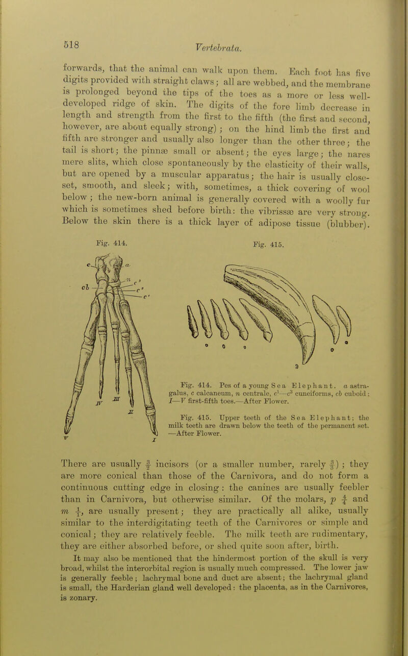 forwards, that the animal can walk upon them. Each foot has five digits provided with straight claws; all are webbed, and the membrane 18 prolonged beyond the tips of the toes as a more or less well- developed ridge of skin. The digits of the fore limb decrease in length and strength from the first to the fifth (the first and second, however, are about equally strong) ; on the hind limb the first and fifth are stronger and usually also longer tha,n the other three; the tail is short; the pinnis stnall or absent; the eyes large; the nares mere slits, which close spontaneously by the elasticity of their walls, but are opened by a muscular apparatus; the hair is usually close- set, smooth, and sleek; with, sometimes, a thick covering of wool below ; the new-born animal is generally covered with a woolly fur which is sometimes shed before birth: the vibrissa} are very strong. Below the skin there is a thick layer of adipose tissue (blubber). Fig. 414. Fig. 415. There are usually -| incisors (or a smaller number, rarely f) ; they are more conical than those of the Carnivora, and do not form a continuous cutting edge in closing : the canines are usually feebler than in Carnivora, but otherwise similar. Of the molars, p and m -i, are usually present; they are practically all alike, usually similar to the interdigitating teeth of the Carnivores or simple and conical; tliey arc relatively feeble. The milk teeth are rudimentary, they are either absorbed before, or shed quite soon after, birth. It may also be mentioned tliat the liindermost portion of the skull is very broad, whilst the interorbital region is usually much compressed. The lower jaw is generally feeble ; lachrymal bone and duct are absent; the lachrymal gland is small, the Harderian gland well developed: the placenta, as in the Carnivores, is zonary.