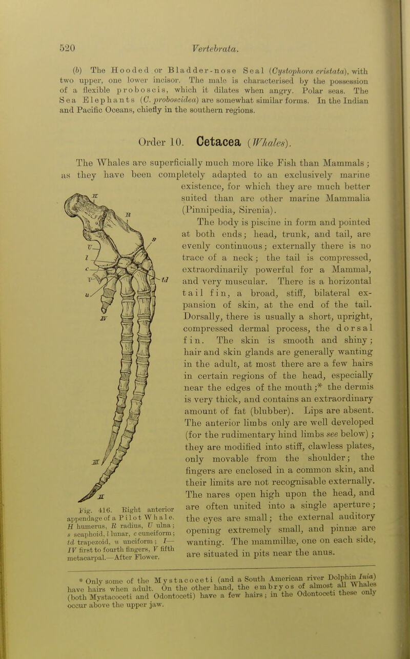 [b) The Hooded or Bladder-nose Seal (CyHtophora crintata), with two upper, one lower incisor. The male is cliara<jterised by the possession of a flexible proboscis, which it dilates when angry. Polar seas. The Sea Elephants {C. prohoscidea) are somewhat similar forms. In the Indian and Pacific Oceans, chiefly in the southern regions. Order 10. Cetacea {Whales). The Whales are superficially much more like Fish than Mammals ; as they have beeu completely adapted to an exclusively marine existence, for which they are much better suited than are other marine Mammalia (Pinnipedia, Sirenia). The body is piscine in form and pointed at both ends; head, trunk, and tail, are evenly continuous; externally there is no trace of a neck; the tail is compressed, extraordinarily powerful for a Mammal, and very muscular. There is a horizontal tail fin, a broad, stiff, bilateral ex- pansion of skin, at the end of the tail. Dorsally, there is usually a short, upright, compressed dermal process, the dorsal fin. The skin is smooth and shiny; hair and skin glands are generally wanting in the adult, at most there are a few hairs in certain regions of the head, especially near the edges of the mouth ;* the dermis is very thick, and contains an extraordinary amount of fat (blubber). Lips are absent. The anterior limbs only are well developed (for the rudimentary hind limbs see below) ; they are modified into stiff, clawless plates, only movable from the shoulder; the fingers are enclosed in a common skin, and their limits are not recognisable externally. The nares open high upon the head, and are often united into a single aperture; the eyes are small; the external auditory opening extremely small, and pinnte are wanting. The mammillae, one on each side, are situated in pits near the anus. Fig. 416. Right anterior appendage ofaPilotWhale. H hvimerns, U radius, J7 ulna; 8 scaphoid, t lunar, c cuneiform; t<L trapezoid, %i unciform ; J— IF first to fourth fingers, V fifth metacarpal.—After Flower. * Only some of the Mystacoceti (and a South American river dolphin/ma) have hairs when adult. On the other hand, the embryos of aJinost '^^ ^^haks (both Mystacoceti and Odontoceti) have a few hairs; m the Odontoceti these only occur above the upper jaw.