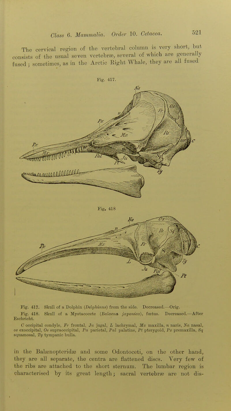 The cervical region of the vertebral column is very short, but consists of the usual seven vertebra, several of which are generally fused; sometimes, as in the Arctic Right Whale, they are all fused Fig. 417. Fig. 417. SkuU of a Dolphin (Delphinus) from the side. Decreased.—Orig. Fig. 418. Skull of a Mystacocete {Balaena japonica), foetus. Decreased.—After Eschricht. G occipital condyle, Fr frontal, Ju jugal, L lachrymal, Mx maxilla, n naris, Na nasal, oe exoccipital, Ofi supraoccipital, Pa parietal, Pal palatine, Pt pterygoid, Px premaxilla, 8q squamosal, Ty tympanic bulla. in the BaleenopteridEe and some Odontoceti, on the other hand, they are all separate, the centra are flattened discs. Very few of the ribs are attached to the short sternum. The lumbar region is characterised by its great length; sacral vertebrae are not dis- 1