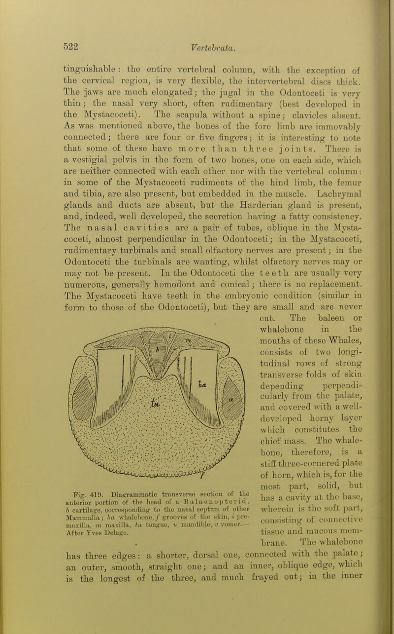 tinguishable: the entire vertebral colnmn, with the exception of the cervical region, is very flexible, the intervertebral discs thick. The jaws are much elongated; the jugal in the Odontoceti is very thin; the nasal very short, often rudimentary (best developed in the Mystacoceti). The scapula without a spine; clavicles absent. As was mentioned above, the bones of the fore limb are immovably connected; there are four or five fingers; it is interesting to note that some of these have more than three joints. There is a vestigial pelvis in the form of two bones, one on each side, which are neither connected with each other nor with the vertebral column: in some of the Mystacoceti rudiments of the hind limb, the femur and tibia, are also present, but embedded in the muscle. Lachrymal glands and ducts are absent, but the Harderian gland is present, and, indeed, well developed, the secretion having a fatty consistency. The nasal cavities are a pair of tubes, oblique in the Mysta- coceti, almost perpendicular in the Odontoceti; in the Mystacoceti, rudimentary turbinals and small olfactory nerves are present; in the Odontoceti the turbinals are wanting, whilst olfactory nerves may or may not be present. In the Odontoceti the teeth are usually very numerous, generally homodont and conical; there is no replacement. The Mystacoceti have teeth in the embryonic condition (similar in form to those of the Odontoceti), but they are small and are never cut. The baleen or whalebone in the mouths of these Whales, consists of two longi- tudinal rows of strong- transverse folds of skin depending perpendi- cularly from the palate, and covered Avith a well- developed horny layer which constitutes the chief mass. The whale- bone, therefore, is a stiff three-cornered plate of horn, which is, for the most part, solid, but has a cavity at the base, wherein is the soft part, consisting of connective tissue and mucous mem- brane. The whalebone has three edges: a shorter, dorsal one, connected with the palate ; an outer, smooth, straight one; and an inner, oblique edge, which is the longest of the three, and much frayed out; in the mner Fig. 419. Diagframmatic transverse section of the anterior portion of the head of a B al a e n o p t o r i d . h cartilaf^o, corresponding' to the nasal sei)tnni of other Mammalia ; ha whalebone, / grooves of tlic skin, i pro- niaxilia, m maxilla, tii tongue, « mandible, v vomer.— After Yves Delage.