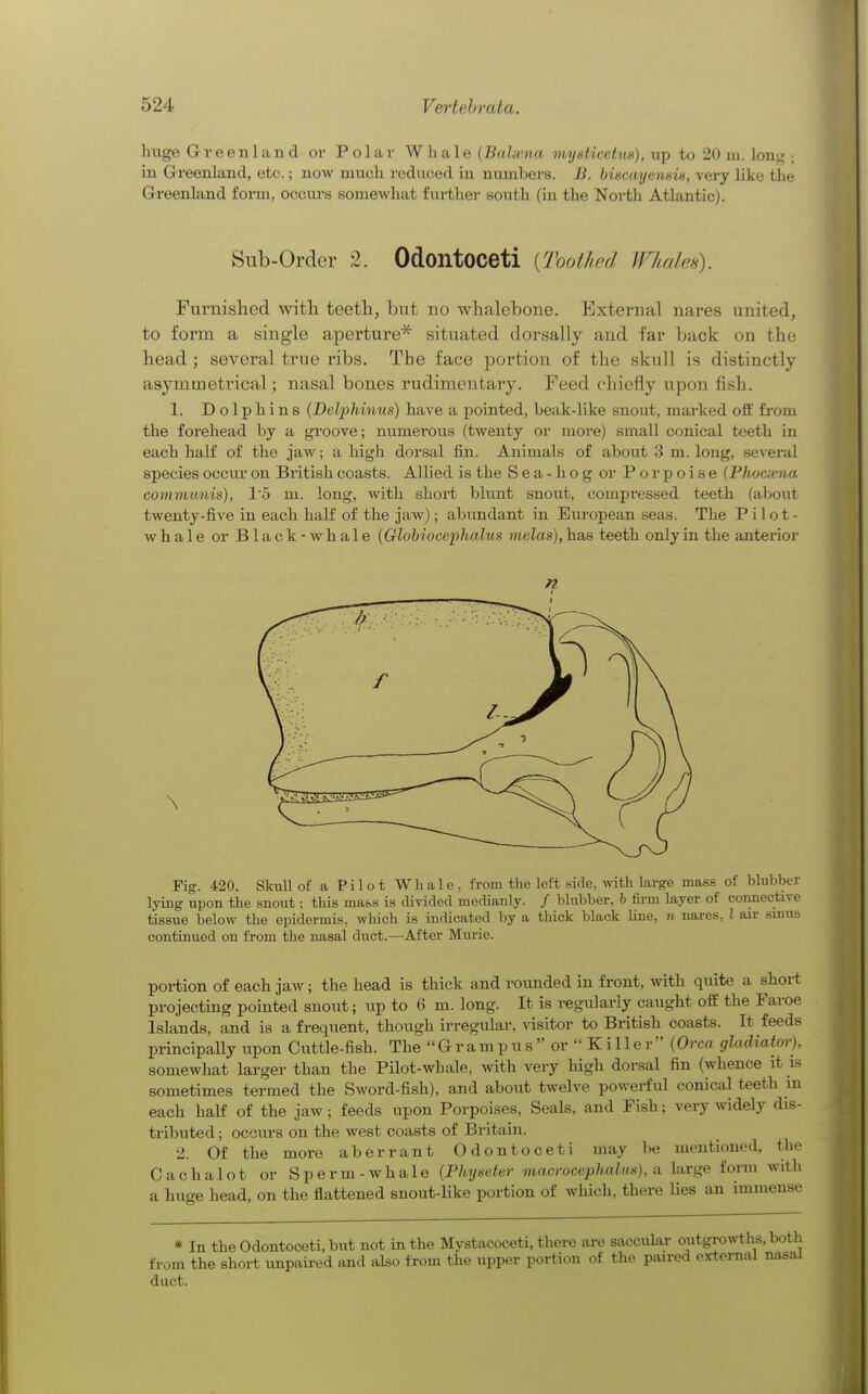 huge G re en land or Polar W h iile {Bah-iia myxf.icetuK), wip to 20 ui. lon;^ ; in Greenland, etc.; now much reduced in numbers. B. bincuyemiis, very like the Greenland form, occurs somewhat further south (in the North Atlantic). Sub-Order 2. Odontoceti {Toothed fVhale^). Furnislied with teetli, but no whalebone. External nares united, to form a single aperture* situated dorsally and far back on the head ; several true ribs. The face portion of the skull is distinctly asymmeti'ical; nasal bones rudimentary. Feed chiefly upon fish. 1. Dolphins (Delphinus) have a pointed, beak-like snout, marked off from the forehead by a groove; numerous (twenty or more) small conical teeth in each half of the jaw; a high dorsal fin. Animals of about 3 m. long, several species occur on British coasts. Allied is the S e a - h o g or Porpoise {Phocxna communis), 1'5 m. long, with short blunt snout, compressed teeth (about twenty-five in each half of the jaw); abundant in European seas. The Pilot- whale or Black-whale (Globioceplialus melas), has teeth only in the anterior \ Fig. 420. Sloill of a Pilot Whale, from the left side, mtli large mass of blubbur lying upon the snout; this ma&s is divided medianly. / blubber, h fii-m layer of connective tissue below the epidermis, which is indicated by a thick black line, n nares, I air siuub continued on from the nasal duct.—After Miu-ie. portion of each jaw ; the head is thick and rounded in front, with quite a short projecting pointed snout; up to 6 m. long. It is regularly caught off the Faroe Islands, and is a frequent, though irregular, visitor to British coasts. It feeds principally upon Cuttle-fish. The Grampus or Killer' {Orca gladiator). somewhat larger than the Pilot-whale, with very high dorsal fin (whence it is sometimes termed the Sword-fish), and about twelve powerful conical teeth m each haH of the jaw; feeds upon Porpoises, Seals, and Fish; very widely dis- tributed ; occurs on the west coasts of Britain. 2. Of the more aberrant Odontoceti may l)e mentioned, the Cachalot or Sperm-whale {PInjseter viacrocephalus), n large fonn with a huge head, on the flattened snout-like portion of which, there lies an immense * In the Odontoceti, but not in the Mystacoceti, there are saccular outgrowths, both from the short vmpaired and also from the upper portion of the paired external nasal duct.