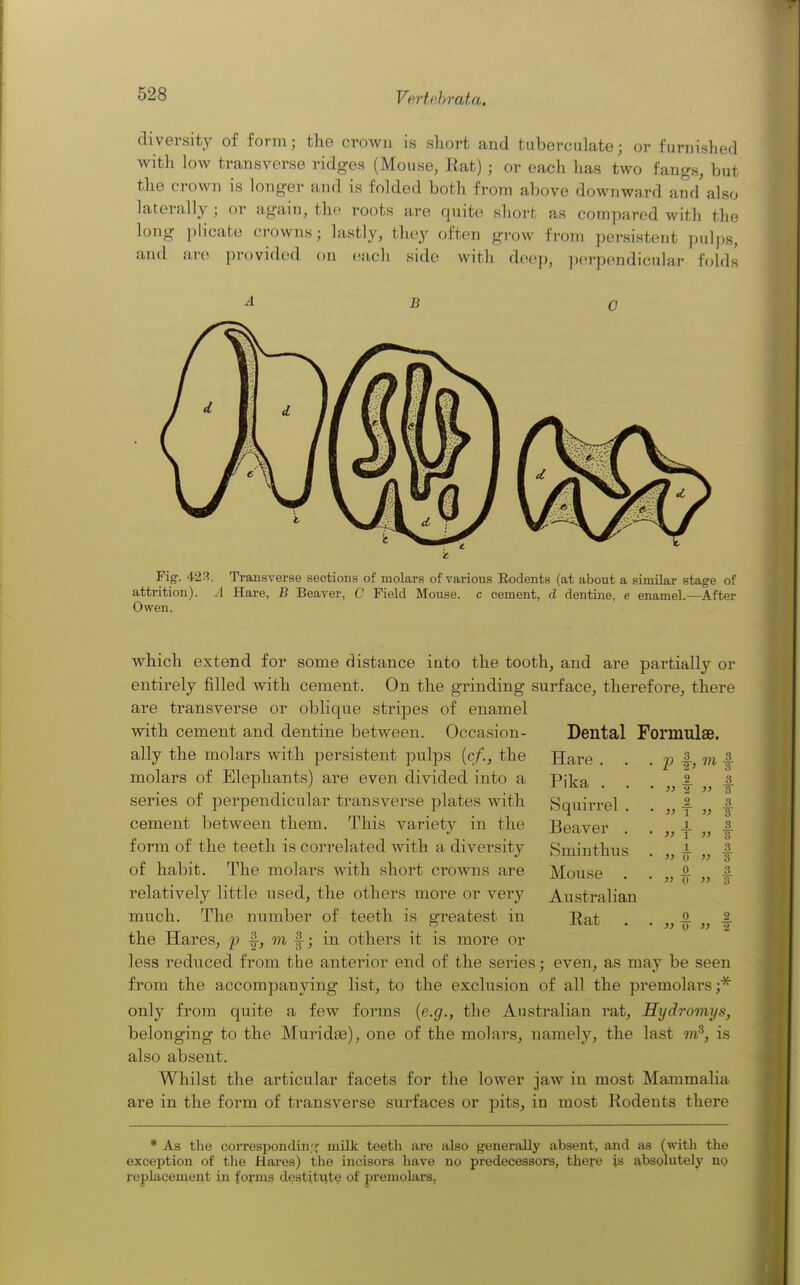 diversity of form; the crown is short and tuberculate; or furnished witli low transverse ridges (Mouse, Rat) ; or each has two fangs, but the crown is longer and is folded both from above downward and also laterally; or again, the roots are quite short as compared with the long ])licate crowns; lastly, they often grow from persistent pulps, and iuv. provided on (iiich side witli dox^.p, pcn-pendicular folds Dental Formulae. which extend for some distance into the tooth, and are partially or entirely filled with cement. On the grinding surface, therefore, there are transverse or oblique stripes of enamel with cement and dentine between. Occasion- ally the molars with persistent pulps {cf., the molars of Elephants) are even divided into a series of perpendicular transverse plates with cement between them. This variety in the form of the teeth is correlated with a diversity of habit. The molars with short crowns are relatively little used, the others more or very much. The number of teeth is greatest in the Hares, p f-, m |-; in others it is more or less reduced from the anterior end of the series; even, as may be seen from the accompanying list, to the exclusion of all the premolars ;* only from quite a few forms {e.g., the Australian rat, Hydromys, belonging to the Muridae), one of the molars, namely, the last m^, is also absent. Whilst the articular facets for the lower jaw in most Mammalia are in the form of transverse surfaces or pits, in most Rodents there Hare . • V 3 T' m 3 3 Pika . . • }} 2 1 }> 3 3 Squirrel . • }> 0 t )} 3 3 Beaver . • }) 1 1 }} 3. 3 Sminthus • }} 1 0 }} 3 3 Mouse . • }) 0 0 }} 3 3 Australian Rat ' >} 0 0 }) 2 ■5 * As the correspondinfx milk teeth are also generally absent, and as (with the exception of the Hares) the incisors have no predecessors, there is absolutely no replacement in forms destiti^te of premolars,