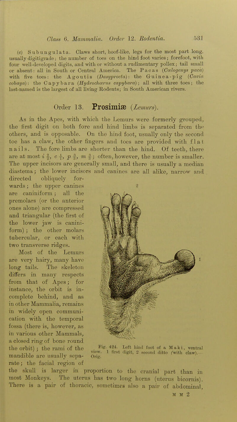 (c) S11 b 11 n g u 1 a t a. Olaws short, hoof-like, legs for the most part long, usually digitigrade ; the number of toes on the hind foot varies ; forefoot, with four well-developed digits, and with or without a rudimentary pollex; tail small or absent: all in South or Central America. The Pacas (Coelogenys paca) with five toes: the Agoutis (Dasyprocta): the Guinea-pig (Cavia cobaya): the Oapybara {Hydrochmrus capybara); all with three toes; the last-named is the largest of all living Rodents; in South American rivers. Order 13. ProsimiaB {Lemurs). As in the Apes, with which the Lemurs were formerly grouped, the first digit on both fore and hind hmbs is separated from the others, and is opposable. On the hind foot, usually only the second toe has a claw, the other fingers and toes are provided with flat nails. The fore limbs are shorter than the hind. Of teeth, there are at most i\, c -f, p |-, m f; often, however, the number is smaller. The upper incisors are generally small, and there is usually a median diastema; the lower incisors and canines are all alike, narrow and directed obliquely for- wards ; the upper canines 2 are caniniform; all the premolars (or the anterior ones alone) are compressed and triangular (the first of the lower jaw is canini- form) ; the other molars tubercular, or each with two transverse ridges. Most of the Lemurs are very hairy, many have long tails. The skeleton differs in many respects from that of Apes; for instance, the orbit is in- complete behind, and as in other Mammalia, remains in widely open communi- cation with the temporal fossa (there is, however, as in various other Mammals, a closed ring of bone round the orbit) ; the rami of the mandible are usually sepa- rate; the facial region of the skull is larger in proportion to the cranial part than in most Monkeys. The uterus has two long horns (uterus bicornis). There is a pair of thoracic, sometimes also a pair of abdominal, M M 2 Pisr. 424. Left liind foot of a Maki, ventral view. 1 first digit, 2 second ditto ('with claw). Oriff.