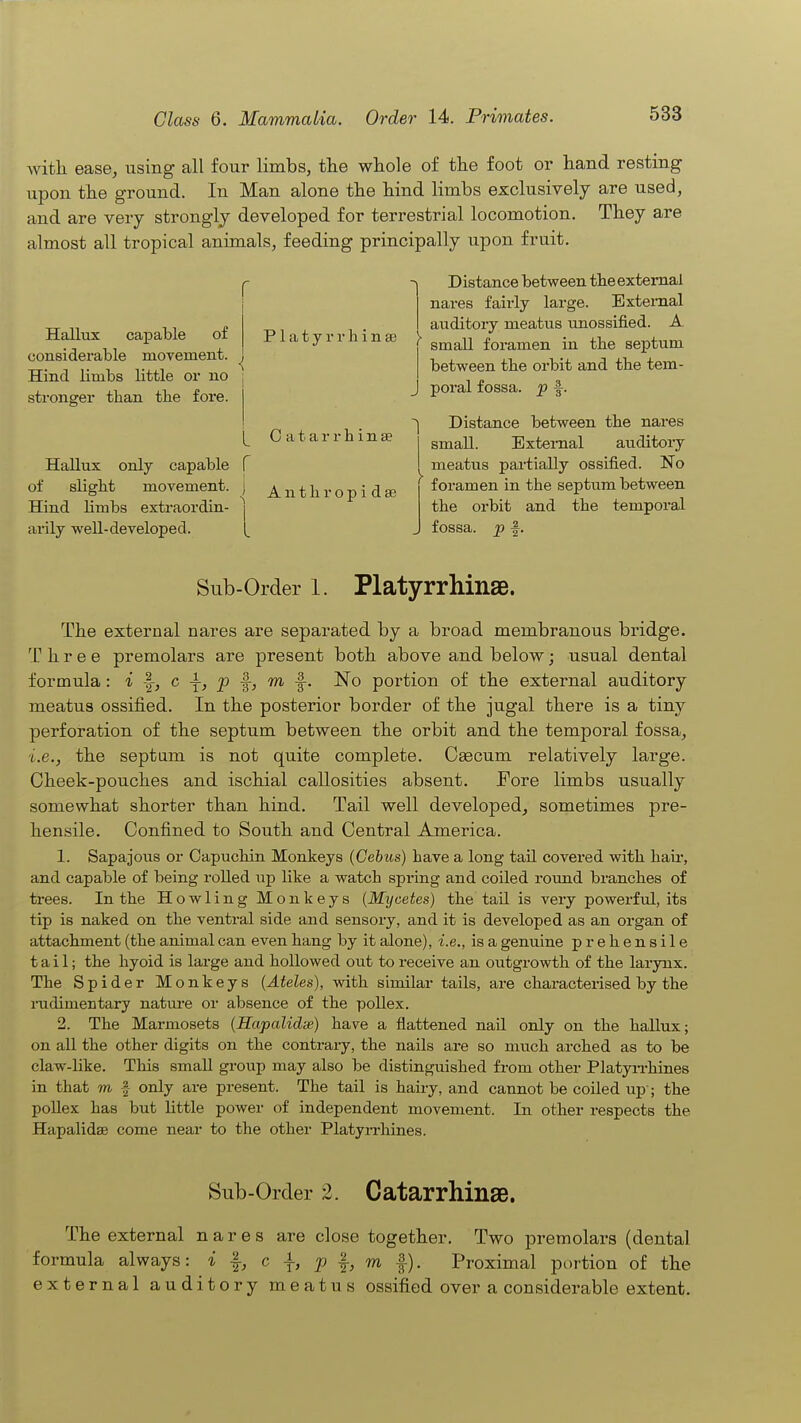 with ease, using all four limbs, the whole of the foot or hand resting upon the ground. In Man alone the hind limbs exclusively are used, and are very strongly developed for terrestrial locomotion. They are almost all tropical animals, feeding principally upon fruit. Hallux capable of considerable movement. Hind limbs little or no stronger than the fore. PlatyrrhinsB y_ Catarrhinae Hallux only capable f of slight movement, j Hind limbs extraordin- arily well-developed. 1^ A n t h r o p i d 86 Distance between the external nares fairly large. Extei-nal auditory meatus unossified. A small foramen in the septum between the orbit and the tem- poral fossa. Distance between the nares small. External auditory meatus partially ossified. No foramen in the septum between the orbit and the temporal fossa, p f. Sub-Order 1. PlatyrrhinsB. The external nares are separated by a broad membranous bridge. Three premolars are present both above and below; usual dental formula: i I, c \, jp ^, m ^. No portion of the external auditory meatus ossified. In the posterior border of the jugal there is a tiny perforation of the septum between the orbit and the temporal fossa, i.e., the septum is not quite complete. Cgecum relatively large. Cheek-pouches and ischial callosities absent. Fore limbs usually somewhat shorter than hind. Tail well developed, sometimes pre- hensile. Confined to South and Central America. 1. Sapajous or Capuchin Monkeys (Cebus) have a long tail covered with hair, and capable of being rolled up like a watch spring and coiled round branches of trees. In the Howling Monkeys (M^jcetes) the tail is very powerful, its tip is naked on the ventral side and sensory, and it is developed as an organ of attachment (the animal can even hang by it alone), i.e., is a genuine prehensile tail; the hyoid is large and hollowed out to receive an outgrowth of the larynx. The Spider Monkeys (Ateles), with similar tails, are characterised by the mdimentary natm-e or absence of the pollex. 2. The Marmosets {Hapalidw) have a flattened nail only on the hallux; on all the other digits on the contrary, the nails are so much arched as to be claw-like. This small group may also be distinguished from other PlatyiThines in that to -| only are present. The tail is haiiy, and cannot be coiled up-; the pollex has but little power of independent movement. In other respects the Hapalidse come near to the other PlatyiThines. Sub-Order 2. CatarrhinsB. The external nares are close together. Two premolars (dental formula always: i f, c |, p f, m |). Proximal portion of the external auditory meatus ossified over a considerable extent.