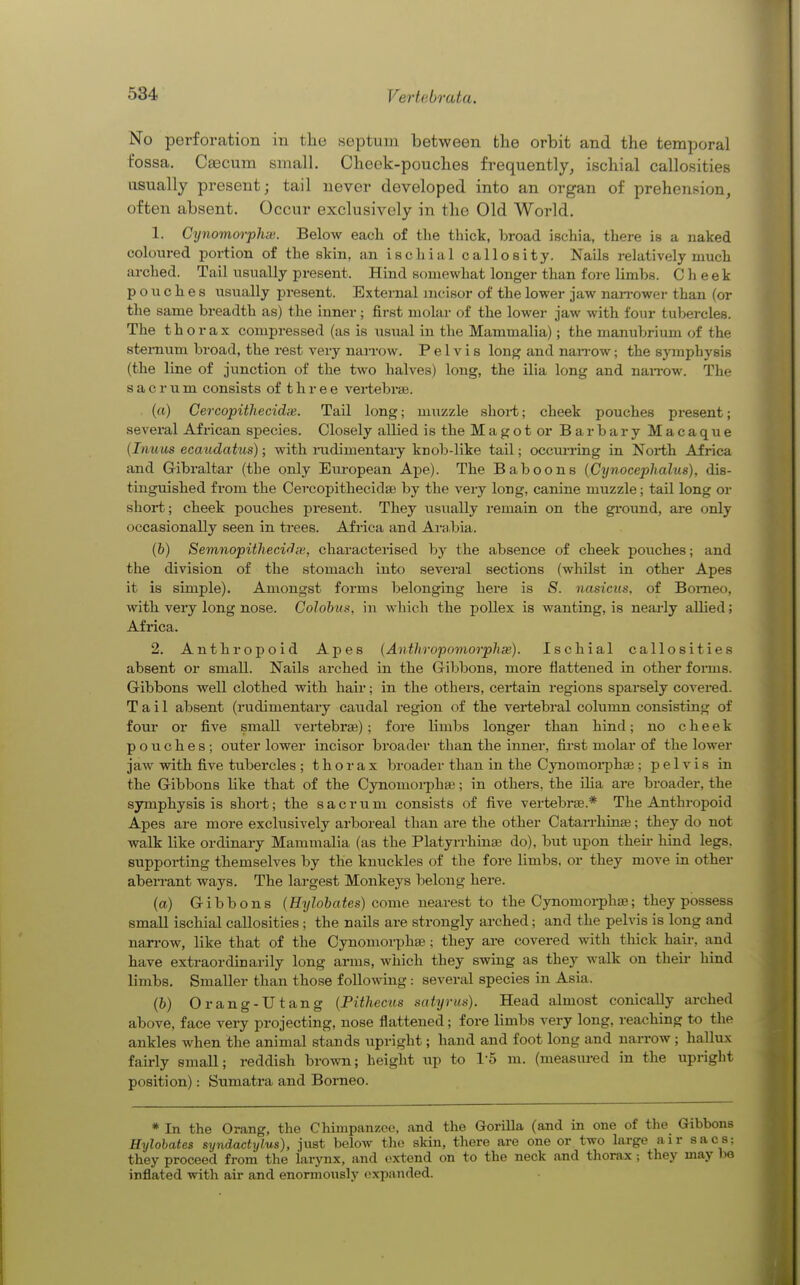 No perforation in the septum between the orbit and the temporal fossa. Ctecum small. Cheek-pouches frequently, ischial callosities usually present; tail never developed into an organ of prehension, often absent. Occur exclusively in the Old World. 1. Cynomorphae. Below each of the thick, broad ischia, there is a naked coloured portion of the skin, an ischial callosity. Nails relatively much arched. Tail usually present. Hind somewhat longer than fore limbs. Cheek pouches usually present. External nicisor of the lower jaw nan-ower than (or the same breadth as) the inner; first molar of the lower jaw with four tubercles. The thorax compressed (as is usual in the Mammalia); the manubrium of the sternum broad, the rest very narrow. Pelvis long and nan-ow; the symphysis (the line of junction of the two halves) long, the ilia long and nan-ow. The sacrum consists of t h r e e vei-tebrse. . (a) Cercopithecidie. Tail long; muzzle short; cheek pouches present; several African species. Closely allied is the M a g o t or B a r b a r y Macaque (Inuus ecaudatus); with indimentary knob-like tail; occm-ring in North Africa and Gibraltar (the only European Ape). The Baboons (Cynocephalus), dis- tinguished from the Cevcopithecidaj by the very long, canine muzzle; tail long or short; cheek pouches present. They usually remain on the gi'ound, are only occasionally seen in trees. Africa and Ai-ibia. (b) Semnopithecidx, characterised by the absence of cheek pouches; and the division of the stomach into several sections (whilst in other Apes it is simple). Amongst forms belonging here is S. nasicus, of Borneo, with very long nose. Colobus, in which the pollex is wanting, is neai-ly aUied; Africa. 2. AnthroiJoid Apes {Anthropomorphse). Ischial callosities absent or small. Nails arched in the Gibbons, more flattened in other fonns. Gibbons well clothed with hair; in the others, certain regions sparsely covered. Tail absent (rudimentary caudal region of the vertebral column consisting of foiu or five small vertebrae); fore hmbs longer than hind; no cheek pouches; outer lower incisor broader than the inner, fii-st molar of the lower jaw with five tubercles ; thorax broader than in the Cynomoi-phae ; pelvis in the Gibbons like that of the Cynomoi-phse; in others, the iha are broader, the symphysis is short; the sacrum consists of five vertebrae.* The Anthropoid Apes are more exclusively arboreal than are the other Catan-hinaj; they do not walk like ordinary Mammalia (as the Platyrrhinae do), but upon theh hind legs, supporting themselves by the knuckles of the fore limbs, or they move in other aberrant ways. The largest Monkeys belong here. (a) Gibbons (Hijlobates) come nearest to the Cynomorphfe; they possess small ischial callosities ; the nails are strongly arched; and the pelvis is long and narrow, like that of the Cynomorphae; they are covered with tliick hau-, and have extraordinarily long arms, which they swing as they walk on theu- hind hmbs. Smaller than those following : several species in Asia. (6) Orang-Utang {Pithecus satyr us). Head almost conically arched above, face very projecting, nose flattened; fore hmbs very long, reaching to the ankles when the animal stands upright; hand and foot long and narrow ; hallux fairly small; reddish brown; height up to I'S m. (measm-ed in the upright position): Sumatra and Borneo. * In the Orang, the Chuupanzco, and the Gorilla (and in one of the Gibbons Hylohates syndadylus), just below the; skin, there are one or two large air sacs: they proceed from the larynx, and extend on to the neck and thorax; they may IxJ inflated with air and enormously expanded.