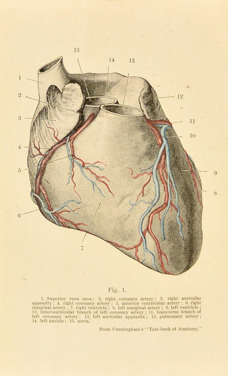 15 1. Superior vena cava; 2. right coronary artery; 3. right auricular api>en(lix ; 4. right coronary artery ; 5. anterior ventricular artery ; 0. right marginal artery , 7. right ventricle ; 8. left marginal artery ; !>. left ventricle : 10. interventricular branch of left coronary artery ; 11. transverse branch of left coronary artery; 12. left auricular appendix ; 13. pulmonary artery ; 14. left auricle ; lf>. aorta. From Cunningham's “ Text-hook of Anatomy.
