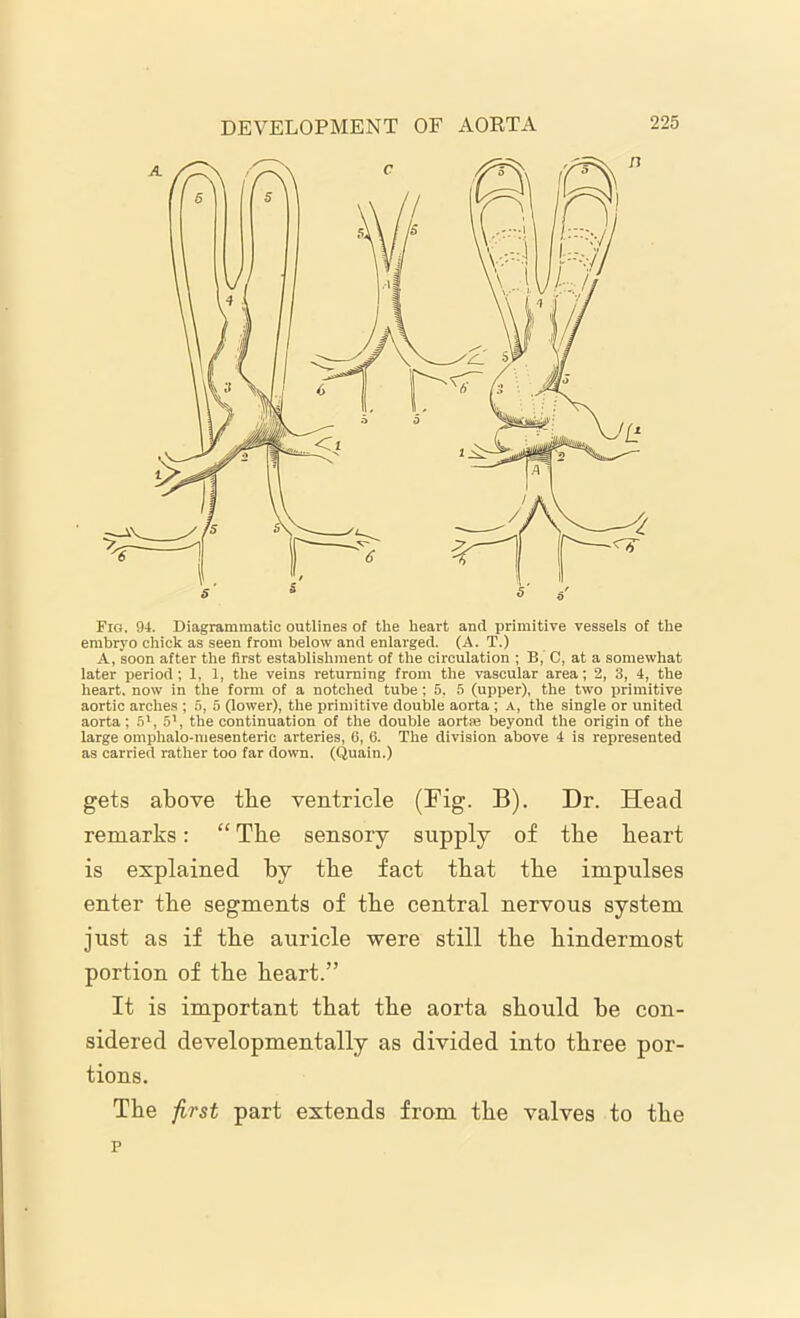 Fig. 94. Diagrammatic outlines of the heart and primitive vessels of the embryo chick as seen from below and enlarged. (A. T.) A, soon after the first establishment of the circulation ; B, C, at a somewhat later period; 1, 1, the veins returning from the vascular area; 2, 3, 4, the heart, now in the form of a notched tube; 5. 5 (upper), the two primitive aortic arches ; 5, 5 (lower), the primitive double aorta ; a, the single or united aorta; 51, 5’, the continuation of the double aortte beyond the origin of the large omphalo-mesenteric arteries, 6, 6. The division above 4 is represented as carried rather too far down. (Quain.) gets above tbe ventricle (Fig. B). Dr. Head remarks: “ The sensory supply of the heart is explained hy the fact that the impulses enter the segments of the central nervous system just as if the auricle were still the hindermost portion of the heart.” It is important that the aorta should he con- sidered developmentally as divided into three por- tions. The first part extends from the valves to the p