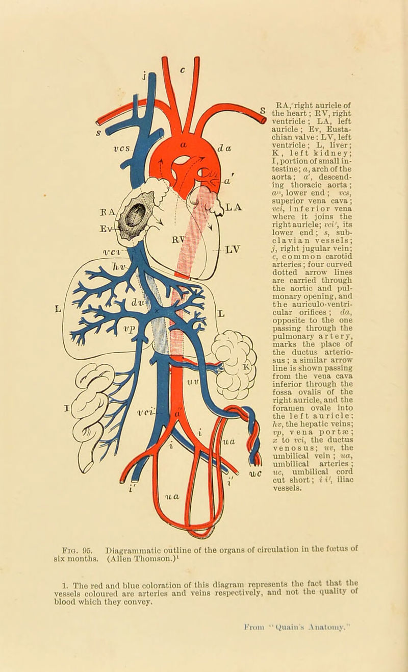KA, right auricle of the heart; EV, right ventricle; LA, left auricle ; Ev, Eusta- chian valve: LY, left ventricle ; L, liver; K, left kidney; I, portion of small in- testine; a, arch of the aorta; a', descend- ing thoracic aorta; a, lower end ; res, superior vena cava; vci, inferior vena where it joins the right auricle; ret', its lower end; s, sub- clavi a n vessels; j, right jugular vein; c, common carotid arteries; four curved dotted arrow lines are carried through the aortic and pul- monary opening, and the auriculo-ventri- cular orifices; da, opposite to the one passing through the pulmonary artery, marks the place of the ductus arterio- sus ; a similar arrow line is shown passing from the vena cava inferior through the fossa ovalis of the right auricle, and the foramen ovale into the left auricle: /tii, the hepatic veins; vp, vena p o r t se ; x to ret, the ductus v e n o s u s; it®, the umbilical vein ; ua, umbilical arteries; itc, umbilical cord cut short; it', iliac vessels. Fig. 95. Diagrammatic outline of the organs of circulation in the feetus of six months. (Allen Thomson.)1 1. The red and blue coloration of this diagram represents the fact that the vessels coloured are arteries and veins respectively, and not the quality of blood which they convey. From “Quains Anatomy.