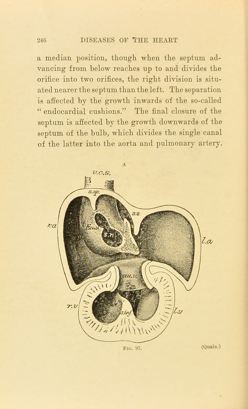 a median position, though when the septum ad- vancing from below reaches up to and divides the orifice into two orifices, the right division is situ- ated nearer the septum than the left. The separation is affected by the growth inwards of the so-called “ endocardial cushions.” The final closure of the septum is affected by the growth downwards of the septum of the bulb, which divides the single canal of the latter into the aorta and pulmonary artery. Fig. 97. (Quain.)