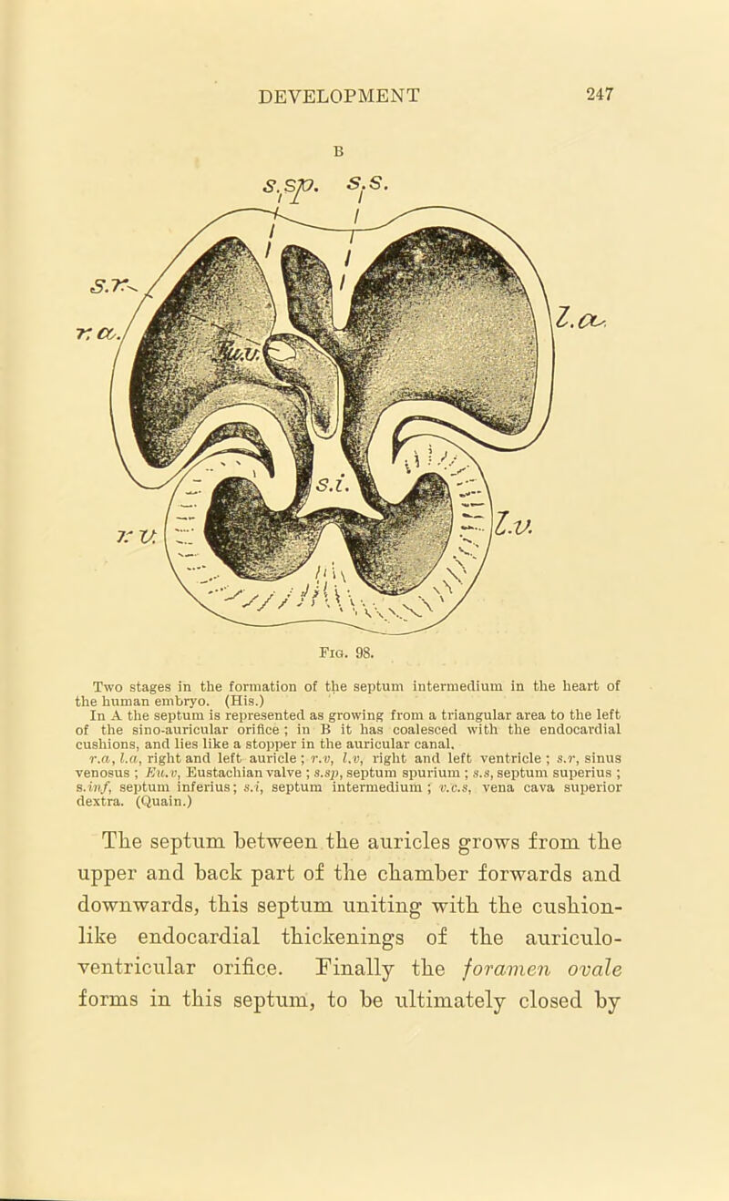 B Fig. 98. Two stages in the formation of the septum intermedium in the heart of the human embryo. (His.) In A the septum is represented as growing from a triangular area to the left of the sino-auricular orifice ; in B it has coalesced with the endocardial cushions, and lies like a stopper in the auricular canal. r.a, l.a, right and left auricle; r.v, l.v, right and left ventricle ; s.r, sinus venosus ; Eu.v, Eustachian valve ; s.sp, septum spurium ; s.s, septum superius ; s.inf, septum inferius; s.i, septum intermedium; v.c.s, vena cava superior dextra. (Quain.) The septum between the auricles grows from tbe upper and back part of tbe chamber forwards and downwards, tbis septum uniting with tbe cushion- like endocardial thickenings of the auriculo- ventricular orifice. Finally the foramen ovale forms in this septum, to be ultimately closed by