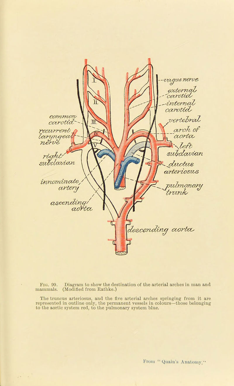 Fig. 99. Diagram to show the destination of the arterial arches in man and mammals. (Modified from Ratlike.) The truncus arteriosus, and the five arterial arches springing from it are represented in outline only, the permanent vessels in colours—those belonging to the aortic system red, to the pulmonary system blue. From “ (Juain's Anatomy