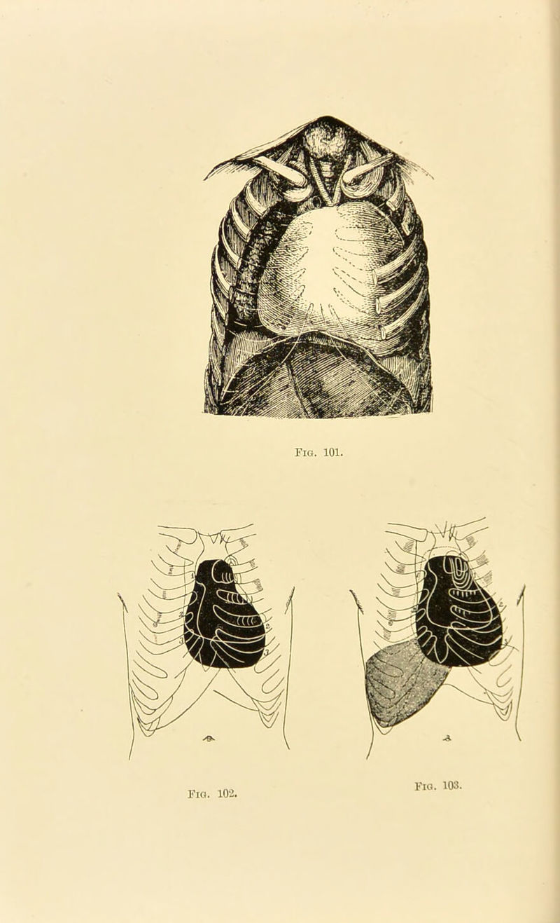 Fig. 101. Fig. 102. Fio. 103.