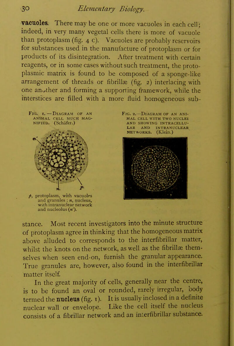 vacuoles. There may be one or more vacuoles in each eel); indeed, in very many vegetal cells there is more of vacuole than protoplasm (fig. 4 c). Vacuoles are probably reservoirs for substances used in the manufacture of protoplasm or for products of its disintegration. After treatment with certain reagents, or in some cases without such treatment, the proto- plasmic matrix is found to be composed of a sponge-like arrangement of threads or fibrillae (fig. 2) interlacing with one another and forming a supporting framework, while the interstices are filled with a more fluid homogeneous sub- Frc. 2.—Diagram of an ani- mal CELL WITH TWO NUCLEI AND SHOWING INTRACELLU- LAR AND INTRANUCLEAR NETWORKS. (Klein.) stance. Most recent investigators into the minute structure of protoplasm agree in thinking that the homogeneous matrix above alluded to corresponds to the interfibrillar matter, whilst the knots on the network, as well as the fibrillae them- selves when seen end-on, furnish the granular appearance. True granules are, however, also found in the interfibrillar matter itself. In the great majority of cells, generally near the centre, is to be found an oval or rounded, rarely irregular, body termed the nucleus (fig. i). It is usually inclosed in a definite nuclear wall or envelope. Like the cell itself the nucleus consists of a fibrillar network and an interfibrillar substance. Fig. I.—Diagram of an ANIMAL CELL MUCH MAG- NIFIED. (Schafer.) />, protoplasm, with vacuoles and granules ; », nucleus, with intranuclear network and nucleolus (»').