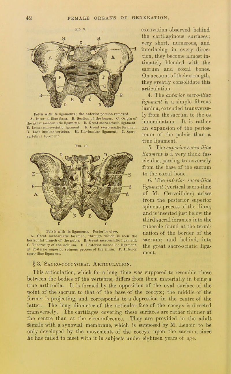 FlQ. 9. Pelvis witli its ligaments; the anterior portion remOTcd. A. Internal iliac fossa. B. Section of the bones. C. Origin of the great sacro-Bciatic ligament. D. Great sacro-sciatic ligament. E. Ijesser sacro-sciatic ligament. F. Great sacro-sciatic foramen. G. Last lumbar vertebra. H. Ilio-lumbar ligament. I. Sacro- vertebral ligament. Fio. 10. Pelvis with its ligaments. Posterior view. A. Great sacro-sciatic foramen, through wliich is seen the horizontal branch of the pubis. B. Great sacro-sciatic ligament. C. Tuberosity of the ischium. D. Posterior sacro-iliac ligament. E. Posterior superior spinous process of the ilium. F. Inferior sacro-iliac ligament. excavation observed bcliind the cartilaginous surfaces; very short, numerous, and interlacing in every direc- tion, they become almost in- timately blended with the sacrum and coxal bones. On account of their strength, they greatly consolidate this articulation. 4. The anterior sacro-iliac ligament is a simple fibrous lamina, extended transverse- ly from the sacrum to the os innominatum. It is rather an expansion of the perios- teum of the pelvis than a true ligament. 5. The superior sacro-iliac ligament is a very thick fas- ciculus, passing transversely from the base of the sacrum to the coxal bone. 6. The inferior sacro-iliae ligament (vertical sacro-iliac of M. Cruveilhier) arises from the posterior superior spinous process of the ilium, and is inserted just below the third sacral foramen into the tubercle found at the termi- nation of the border of the sacrum; and behind, into the great sacro-sciatic liga- ment. § 3. Sacro-coccygeal Articulation. This articulation, which for a long time was supposed to resemble those between the bodies of the vertebrae, differs from them materially in being a true arthrodia. It is formed by the opposition of the oval surface of the point of the sacrum to that of the base of the coccyx; the middle of the former is projecting, and corresponds to a depression in the centre of the latter. The long diameter of the articular face of the coccyx is directed transversely. The cartilages covering these surfaces are rather thinner at the centre than at the circumference. They are provided in the adult female with a synovial membrane, which is supposed by M. Lenoir to be •only developed by the movements of the coccyx upon the sacrum, since he has failed to meet with it in subjects under eighteen years of age.